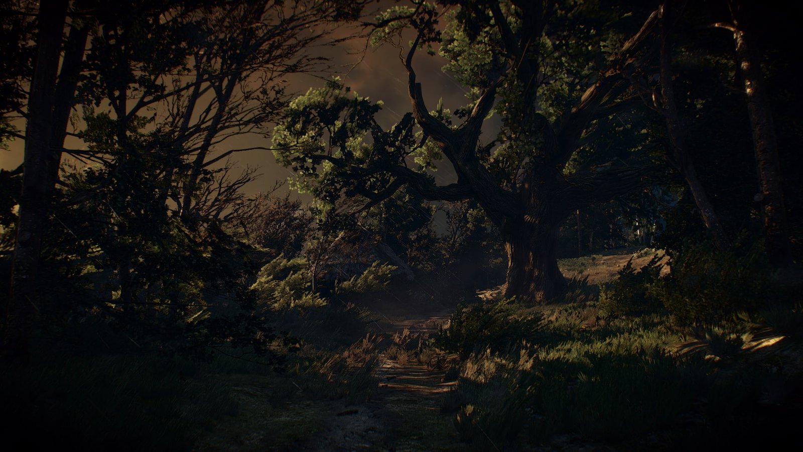 The Witcher 3 Wild Hunt video games tree plant forest 2k
