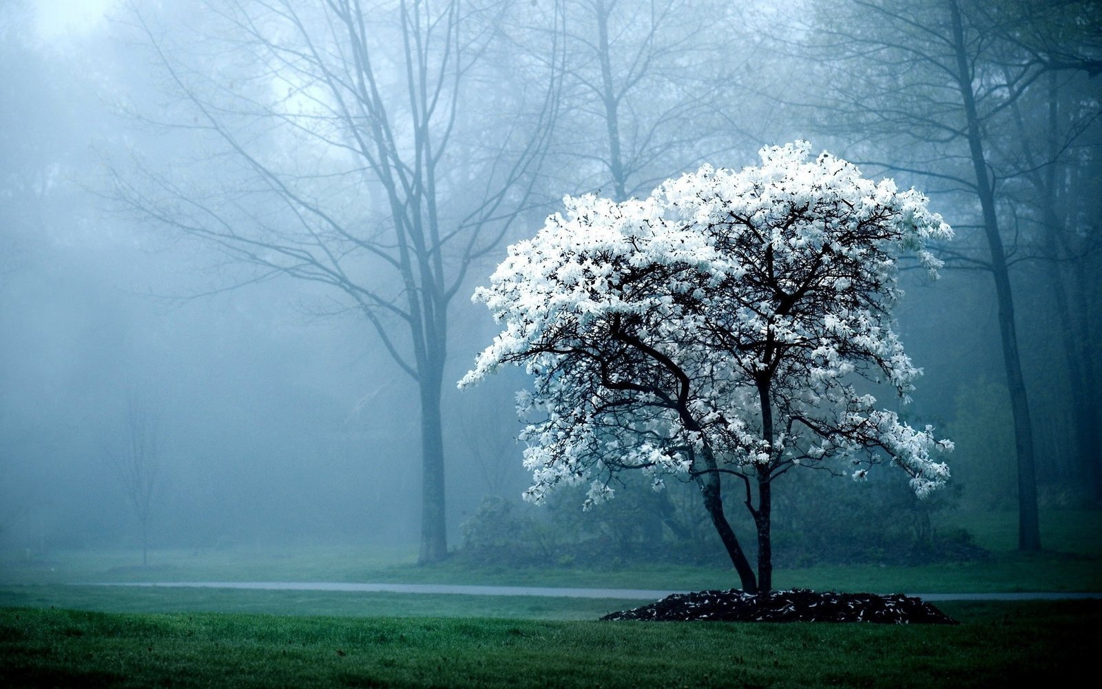 Tree Mist Cherry Blossom HD yellow petaled flower plant nature 2k