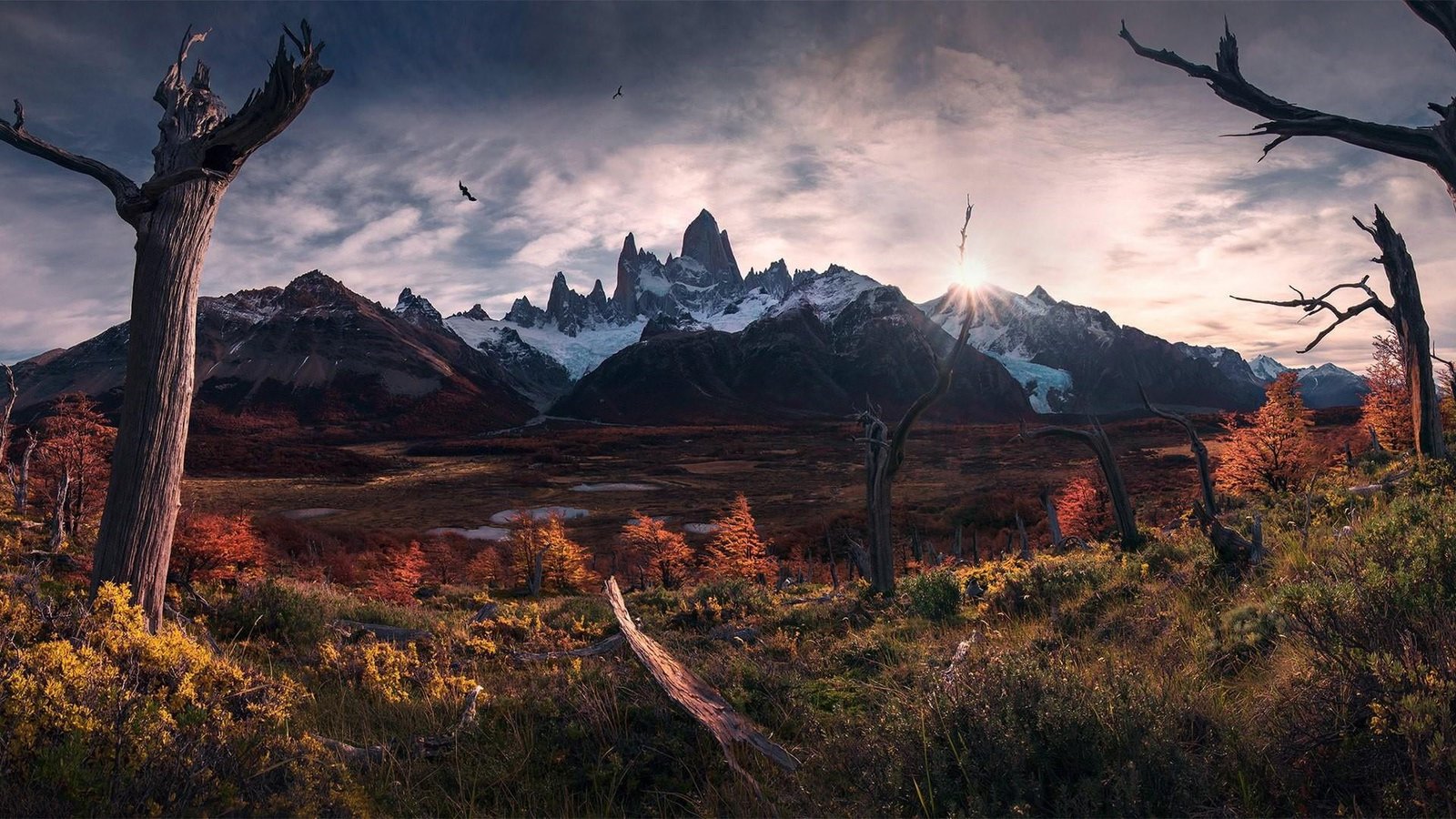 tree el chalten cerro argentina mountain range 2k