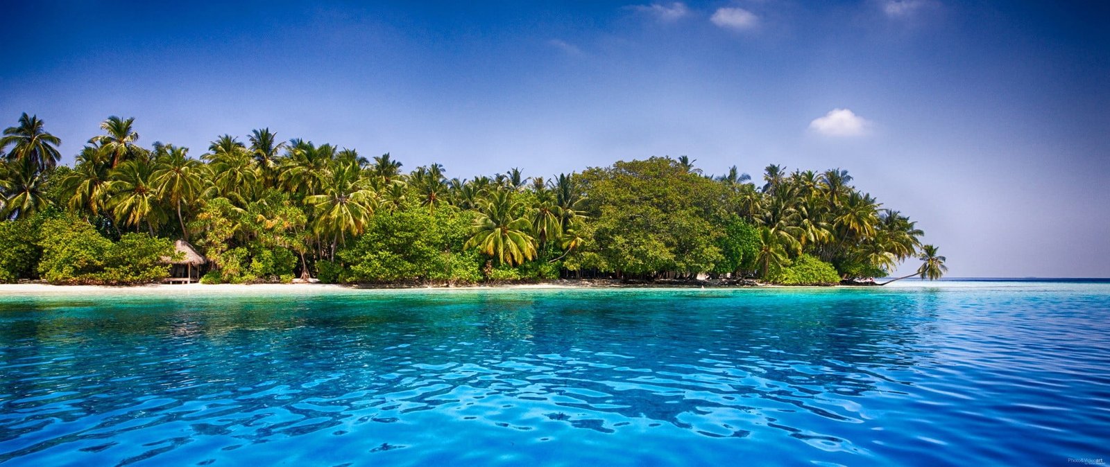 Maldives tropical beach palm trees sea sand water summer 2k