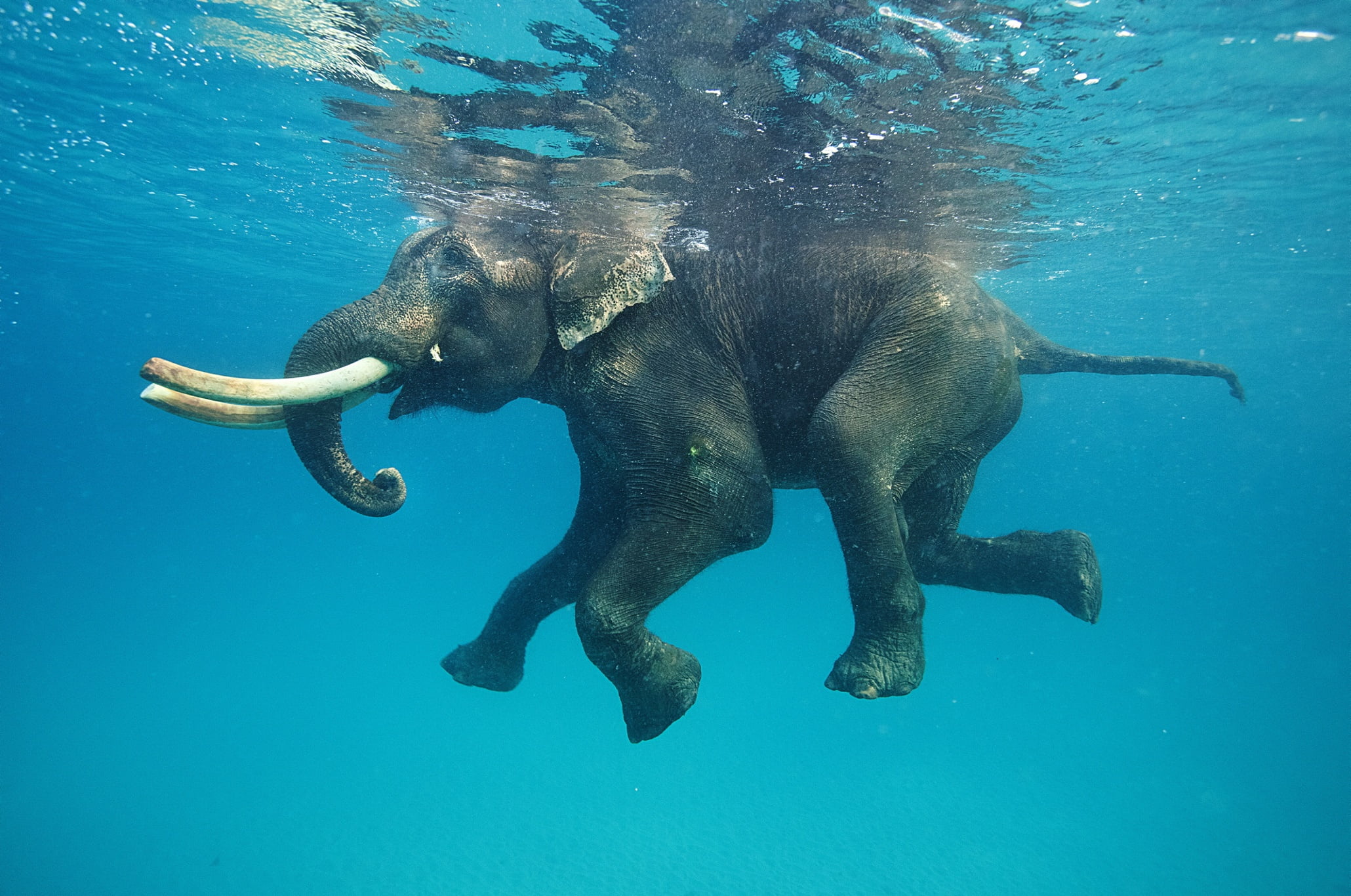 African elephant nature animals water underwater swimming 2k