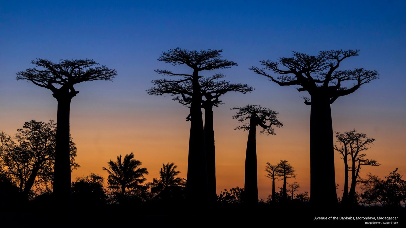 Avenue of the Baobabs Morondava Madagascar Nature 2k