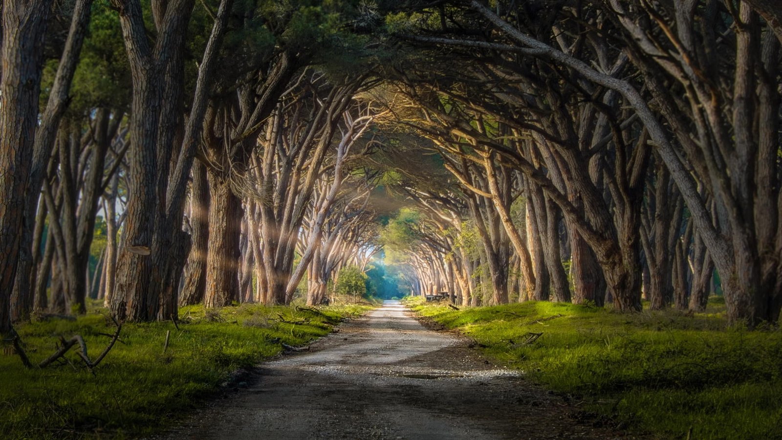 bare trees forest sun rays grass road Italy nature landscape 2k