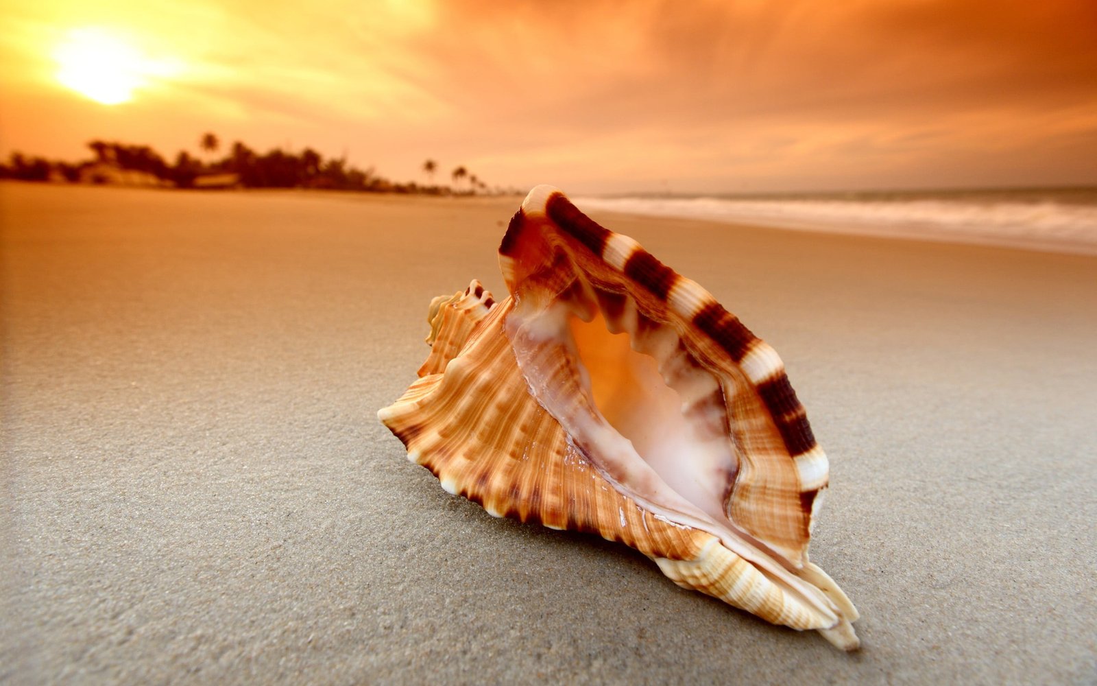 black and white seashell in sunset beach sand nature sky 2k