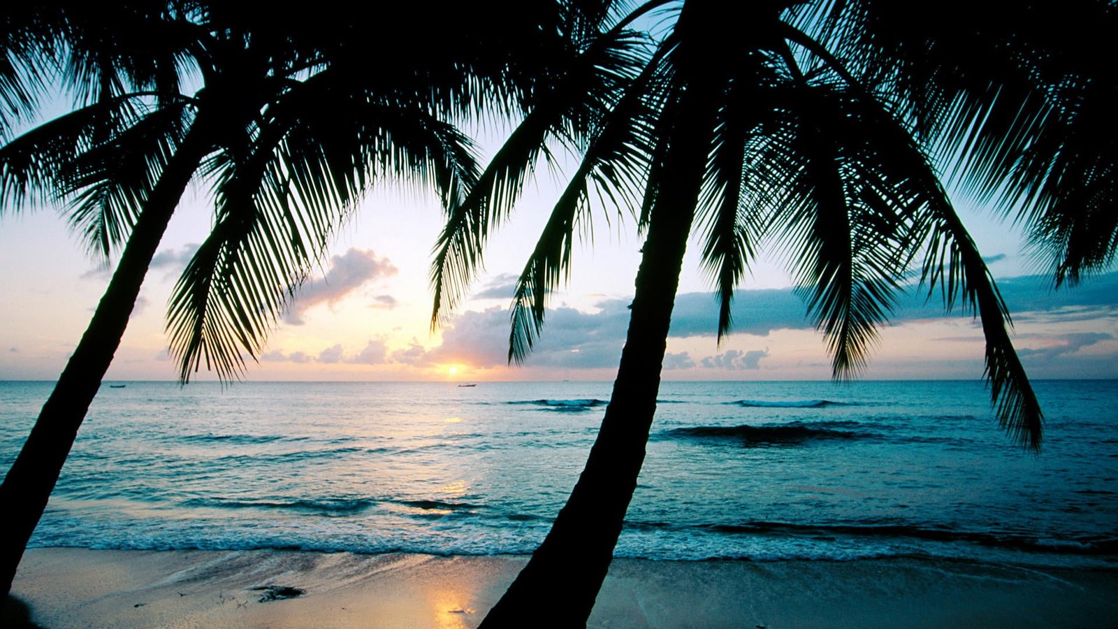 coconut trees photography palm beach sea water tropical 2k