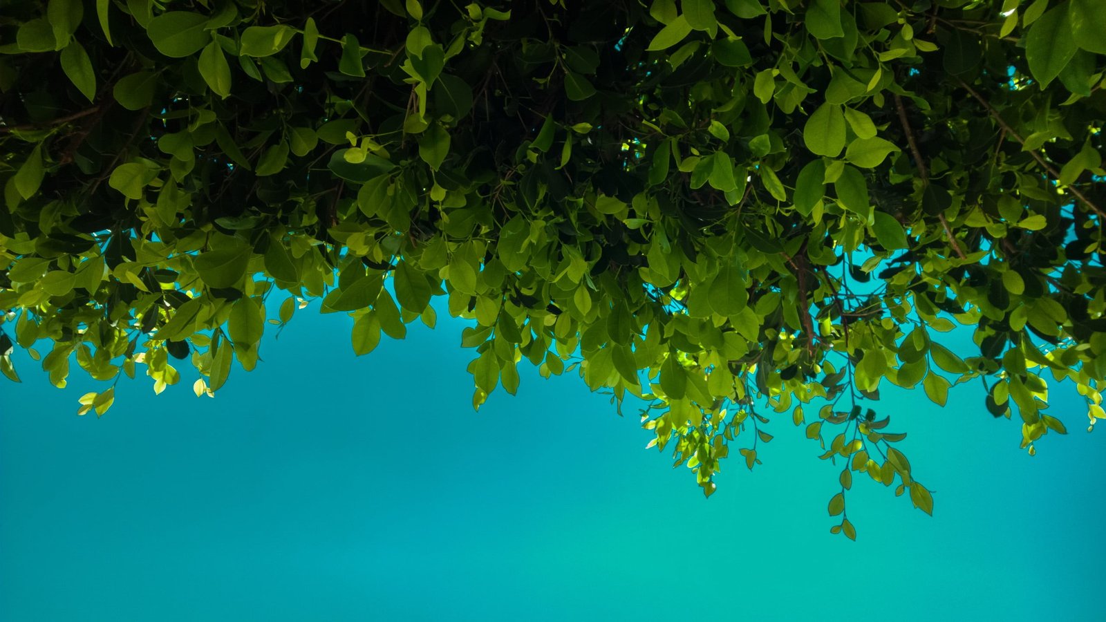 green leafed plants leaves blue nature plant part growth 2k