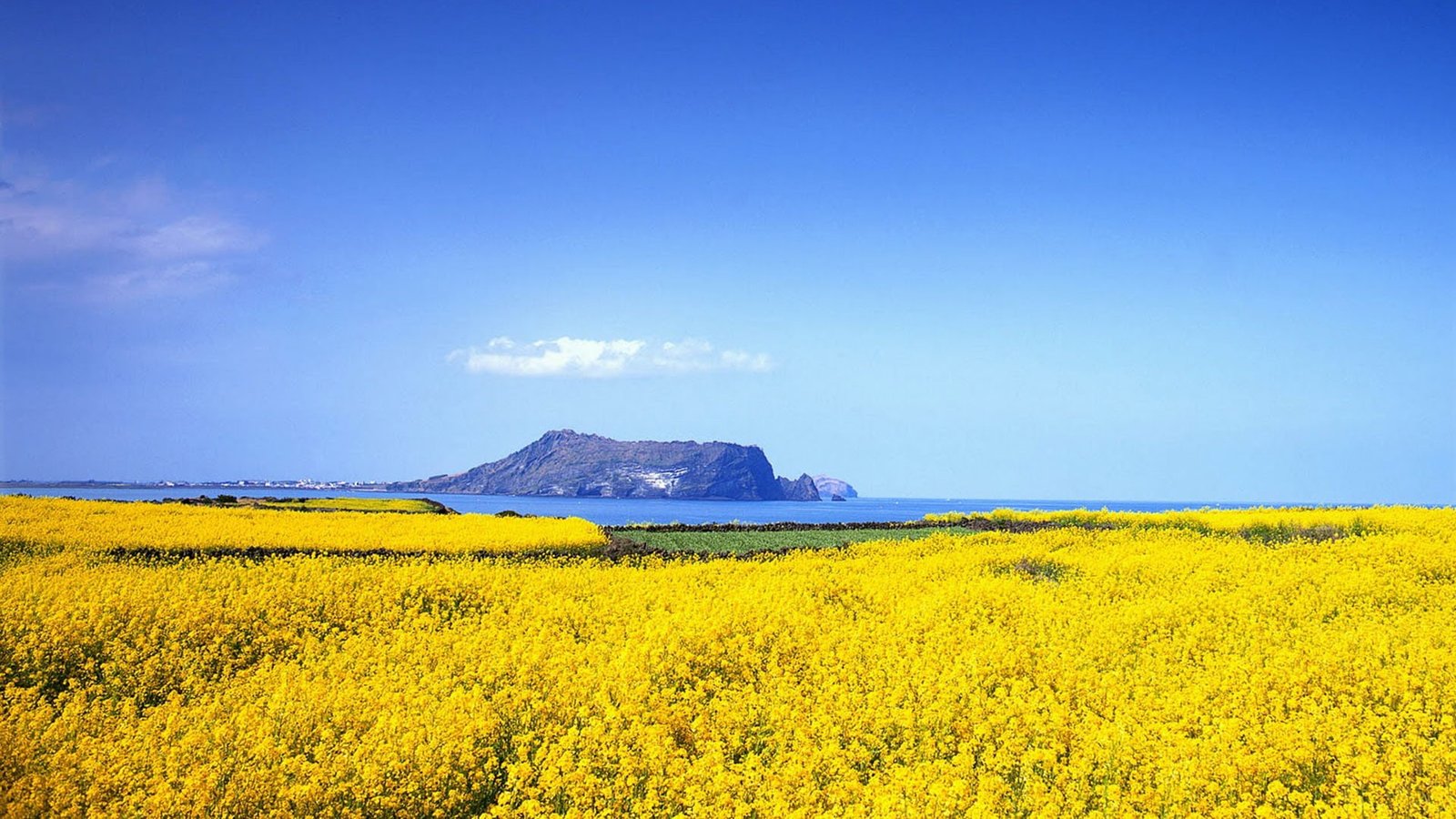 Jeju Island Korea Life Landscape photo Wallpaper 1 yellow 2k
