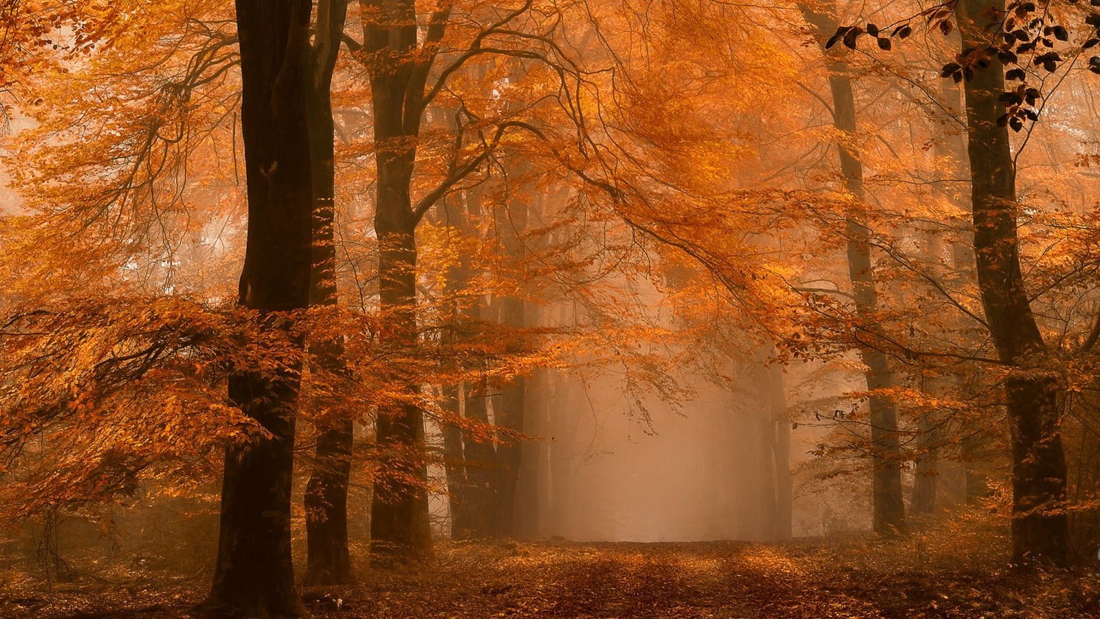 maple tree nature landscape forest fall mist path amber 2k