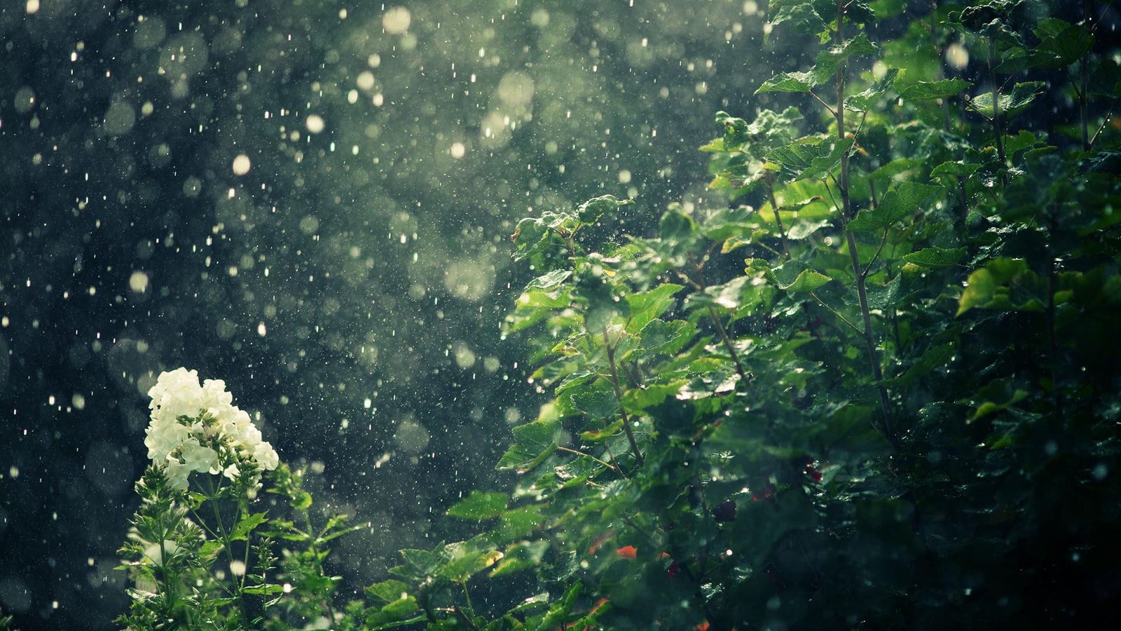 nature dark rain Forest wallapapers 2k