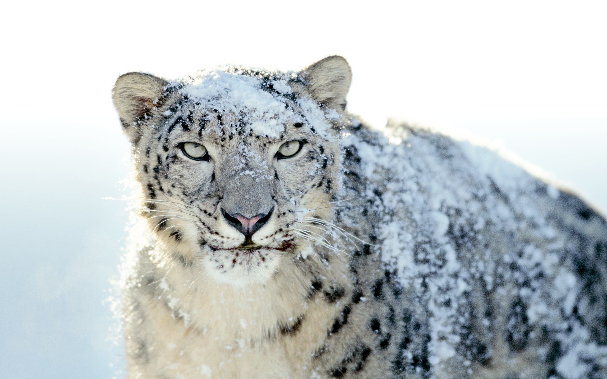 nature snow leopards animals big cats leopard animal 2k
