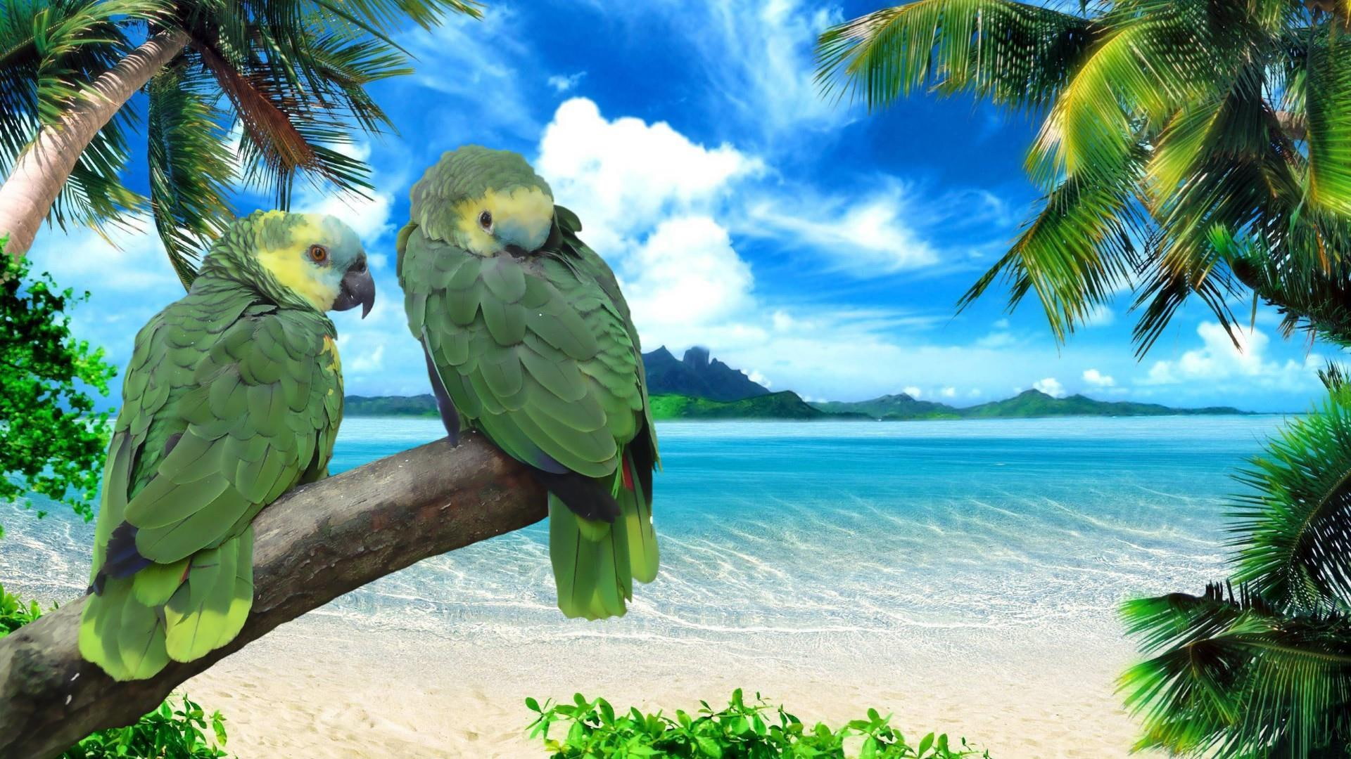 parrots birds seashore summer palms beach sky 2k