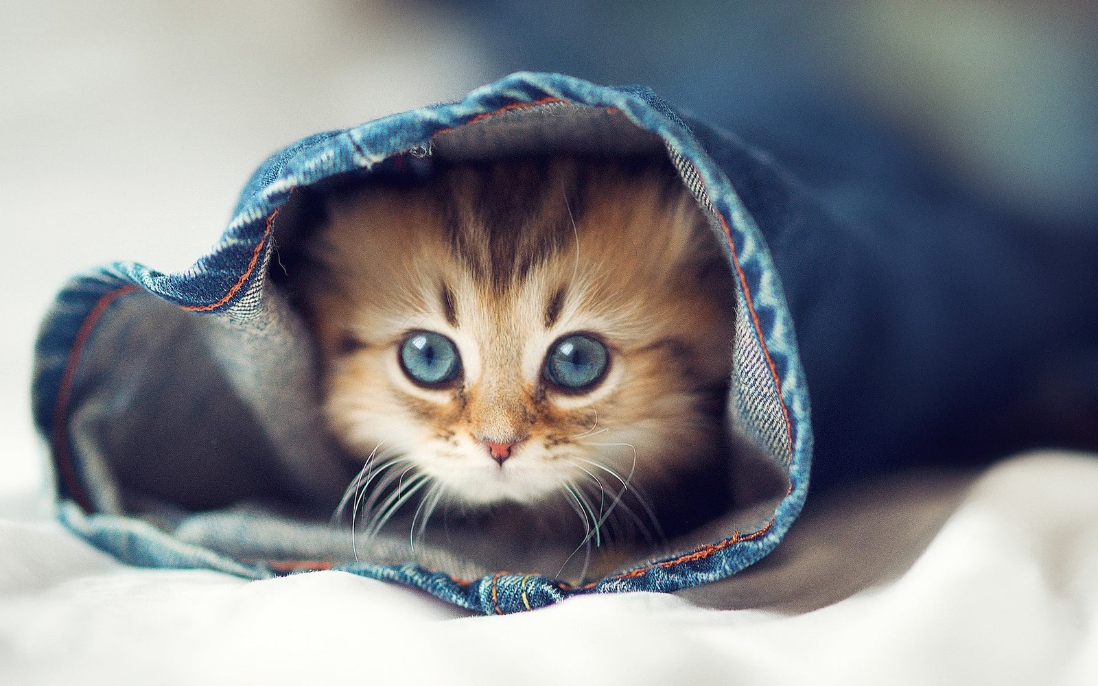 short fur brown and black kitten animals blue cats eyes jeans 2k