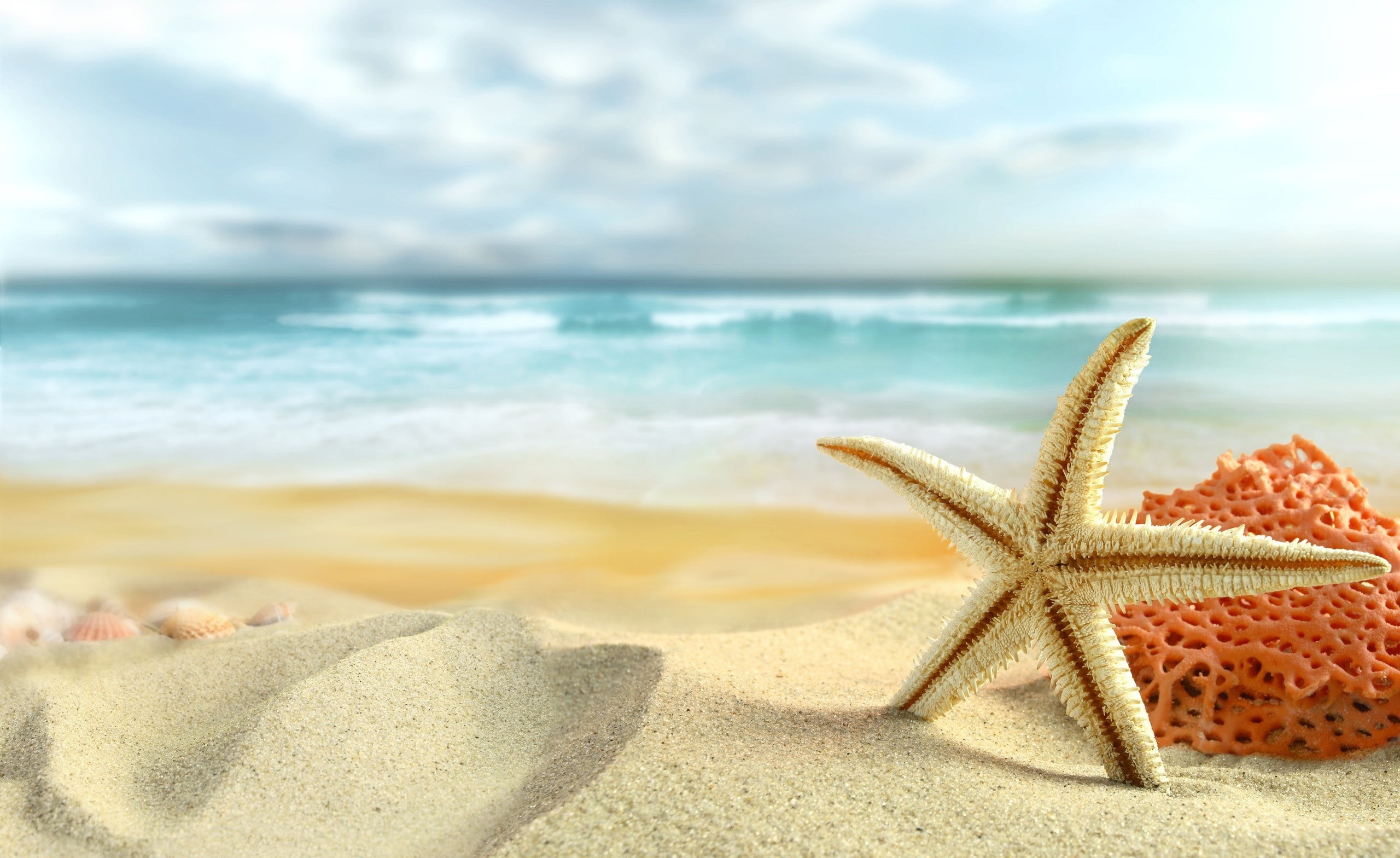 Starfish On The Beach white star fish Nature Summer sand 2k