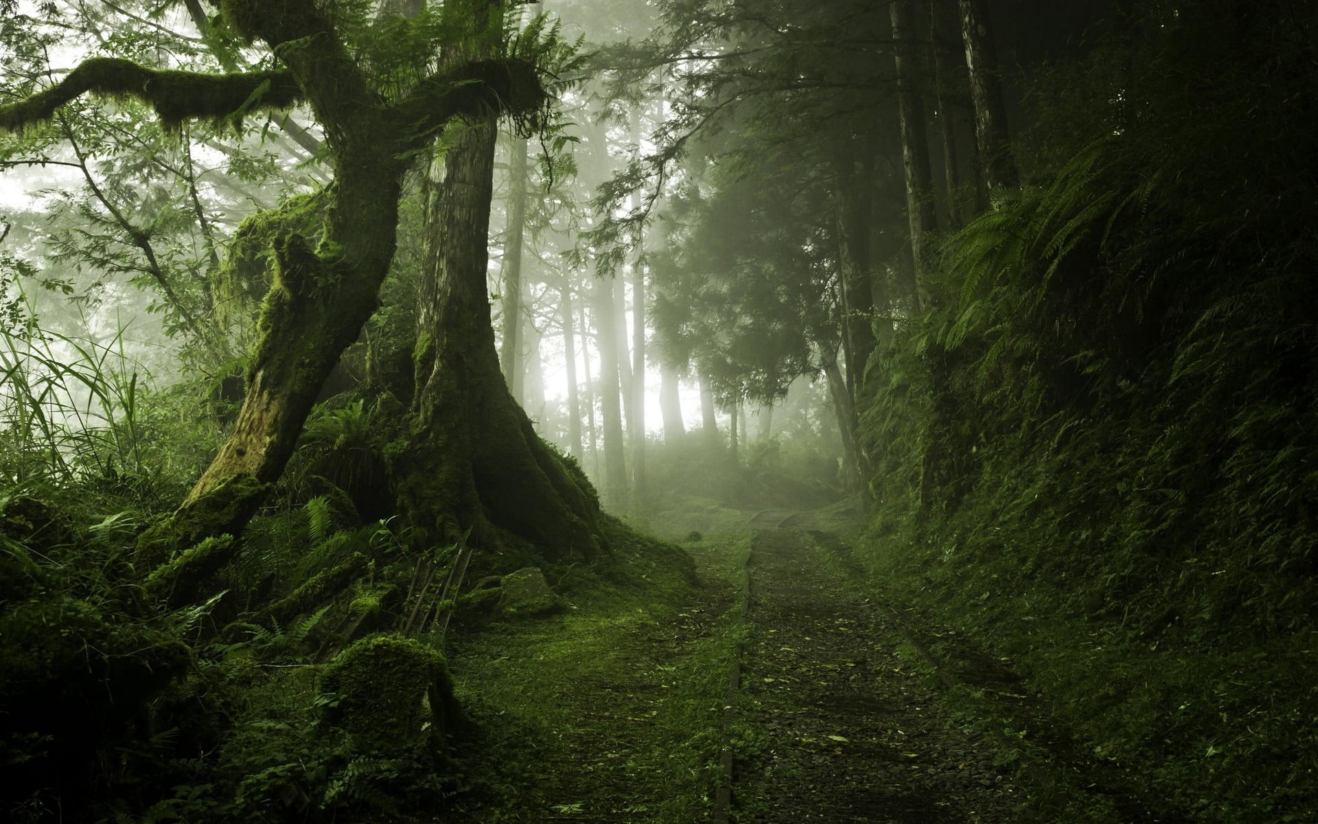 trees covered in moss landscape nature mist path forest 2k