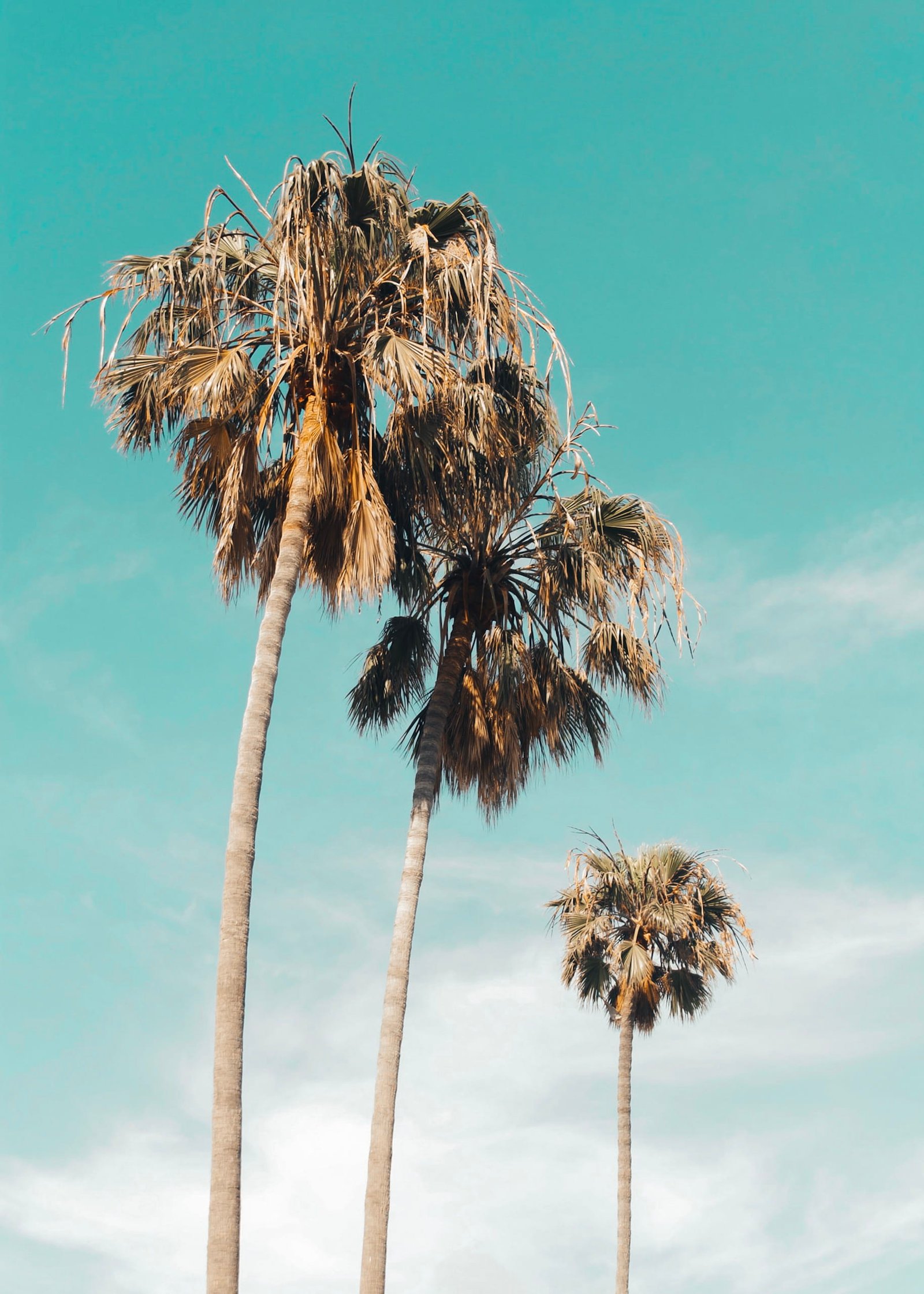 united states los angeles venice beach la losangeles cali 2k
