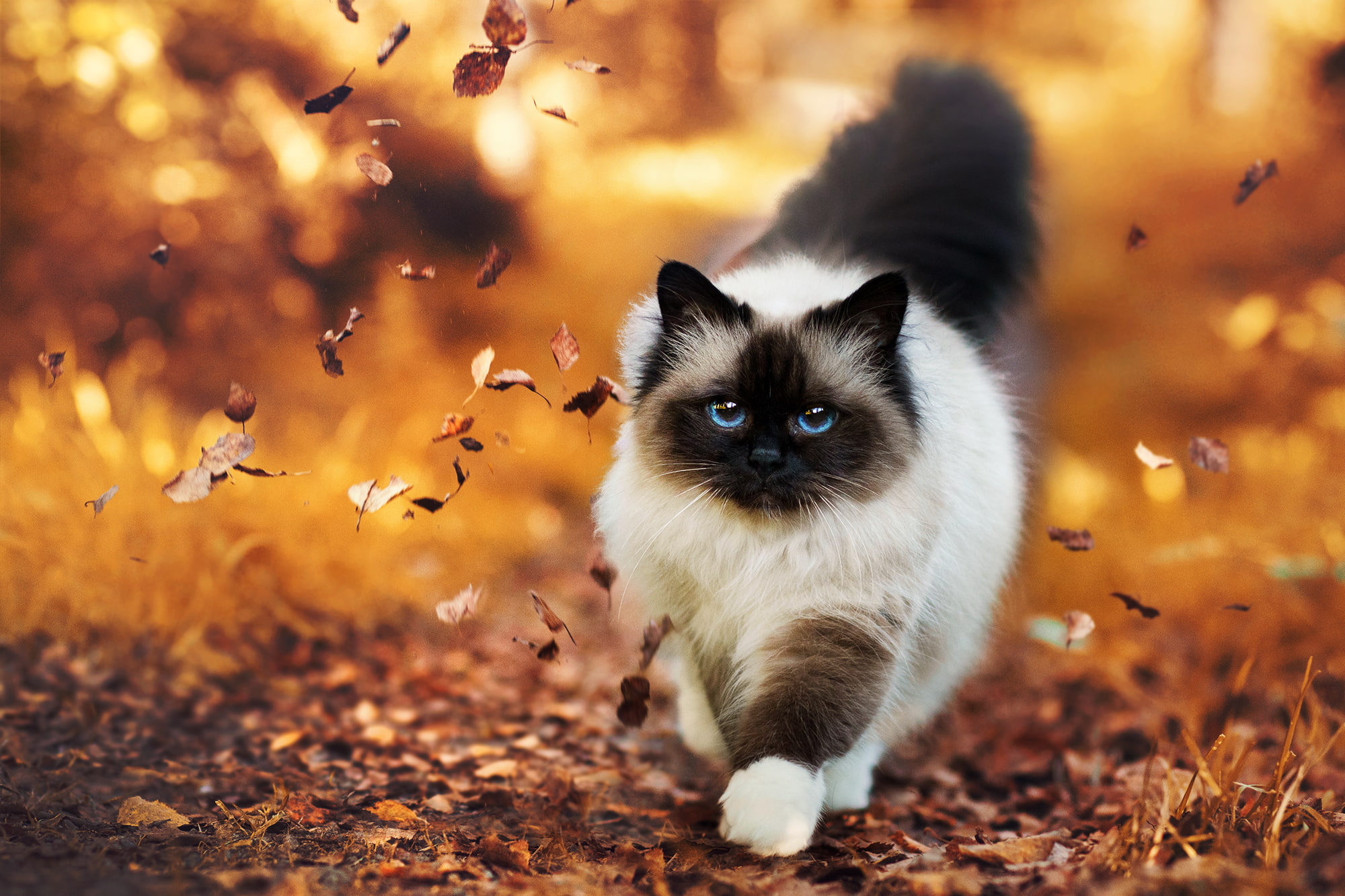 Cats Animal Blue Eyes Earth Himalayan Cat Nature 2k