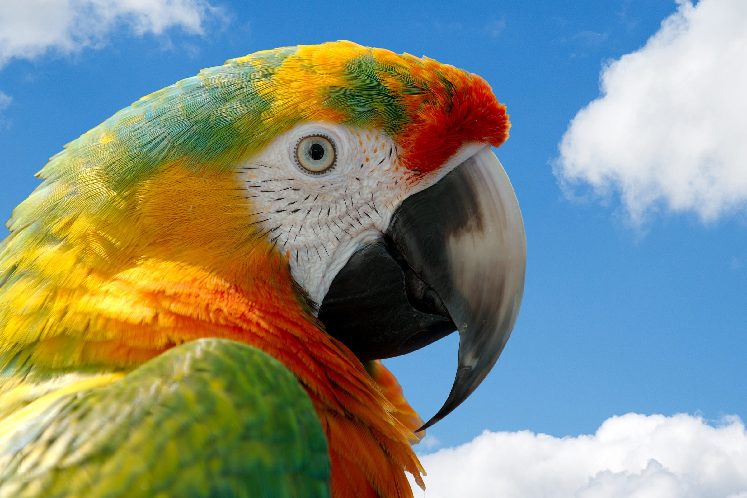 close up photo of multicolored parrot macaw bird nature wild 2k