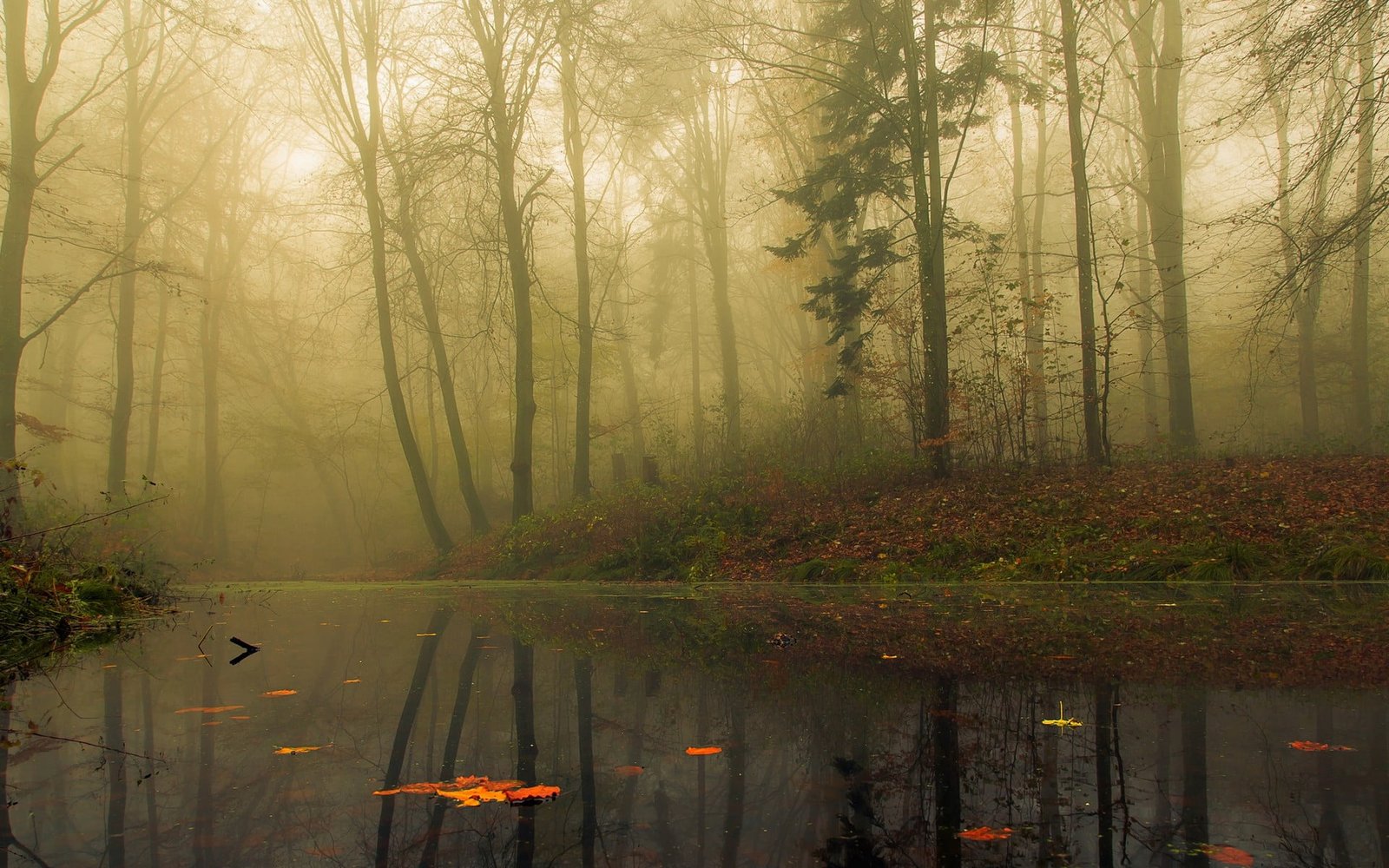 foggy forest river surrounded by tall trees during daytime nature 2k