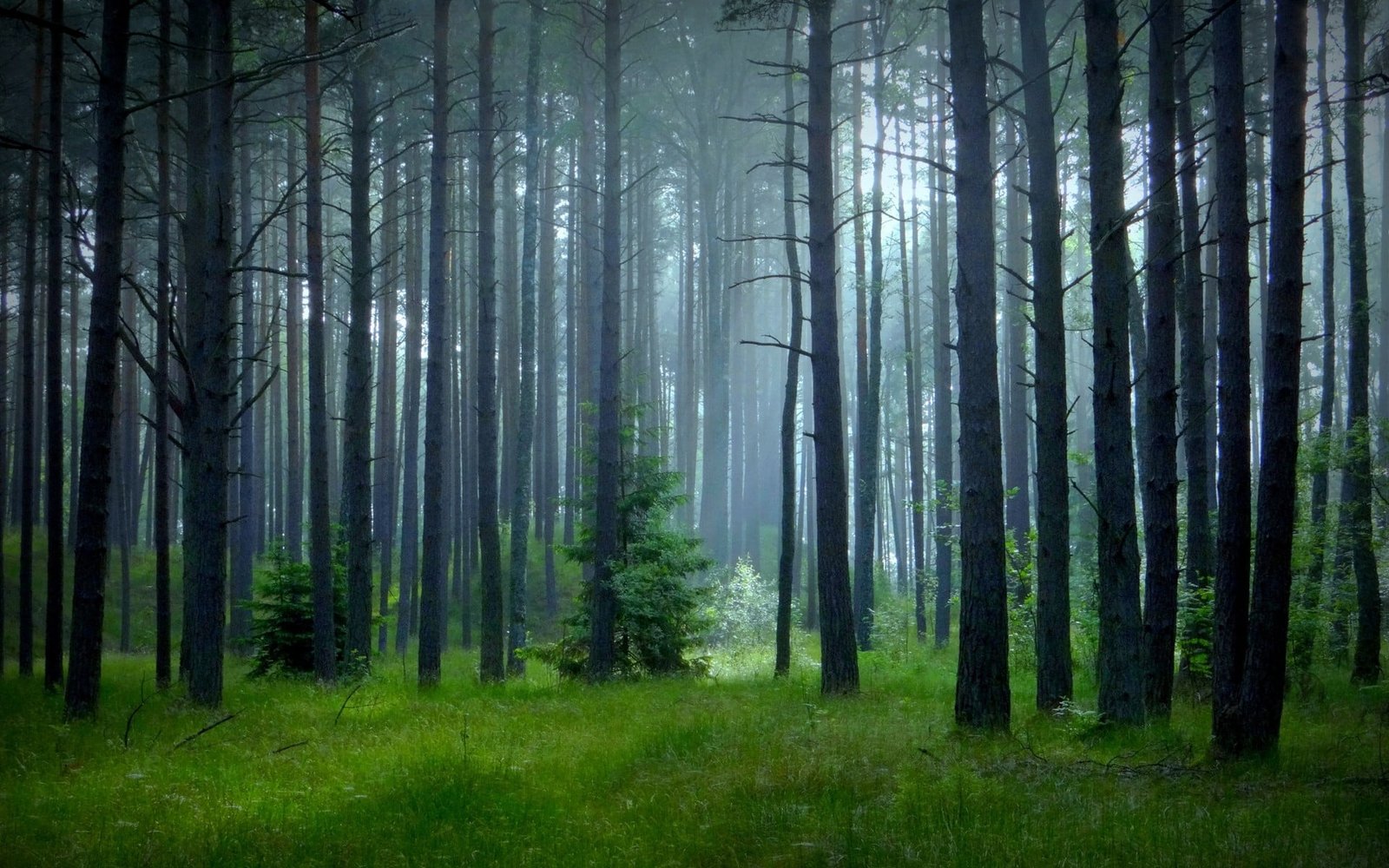green trees nature landscape mist forest grass spring plant 2k