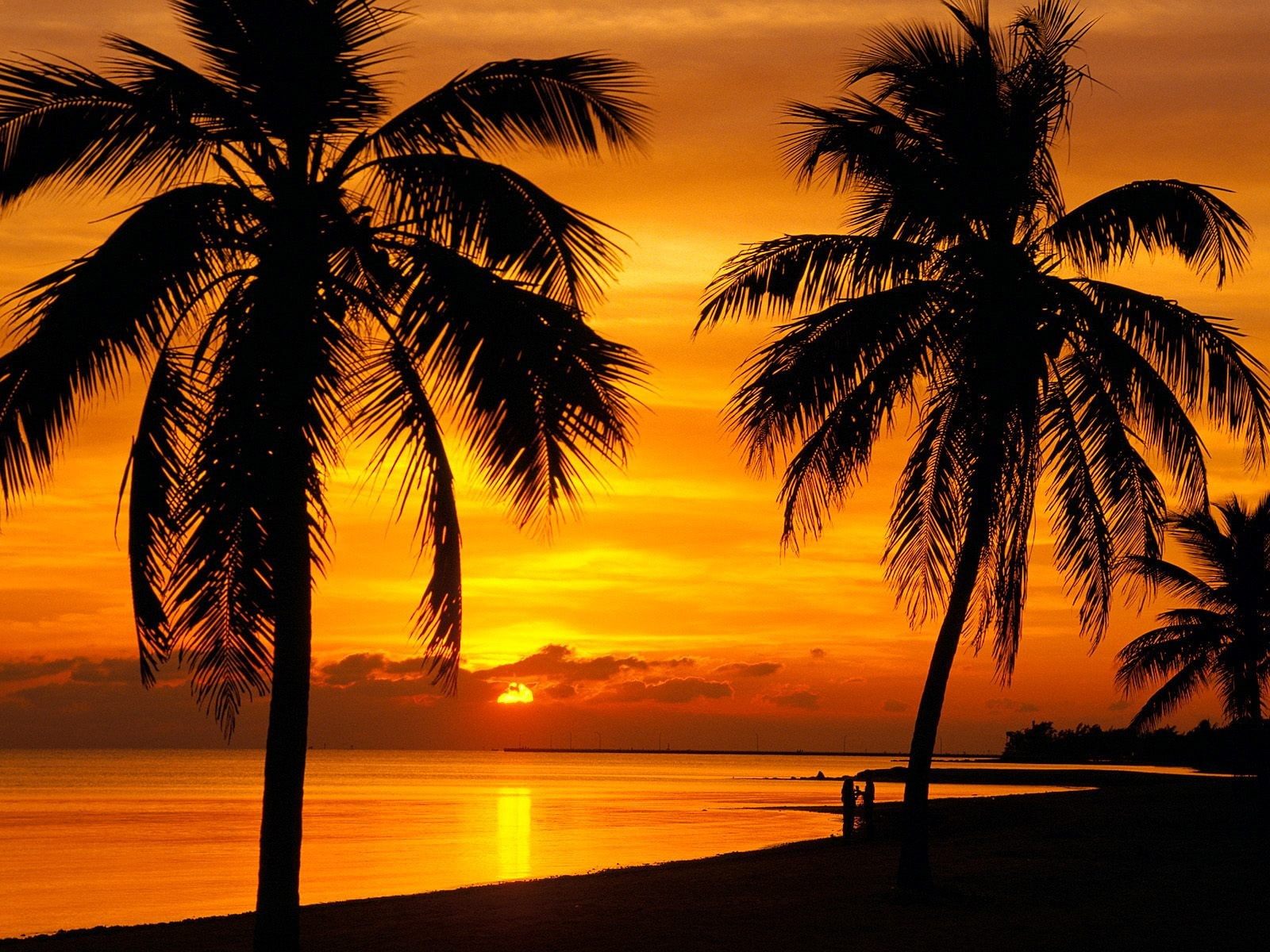 landscape palm trees sunset silhouette tropical skyscape 2k