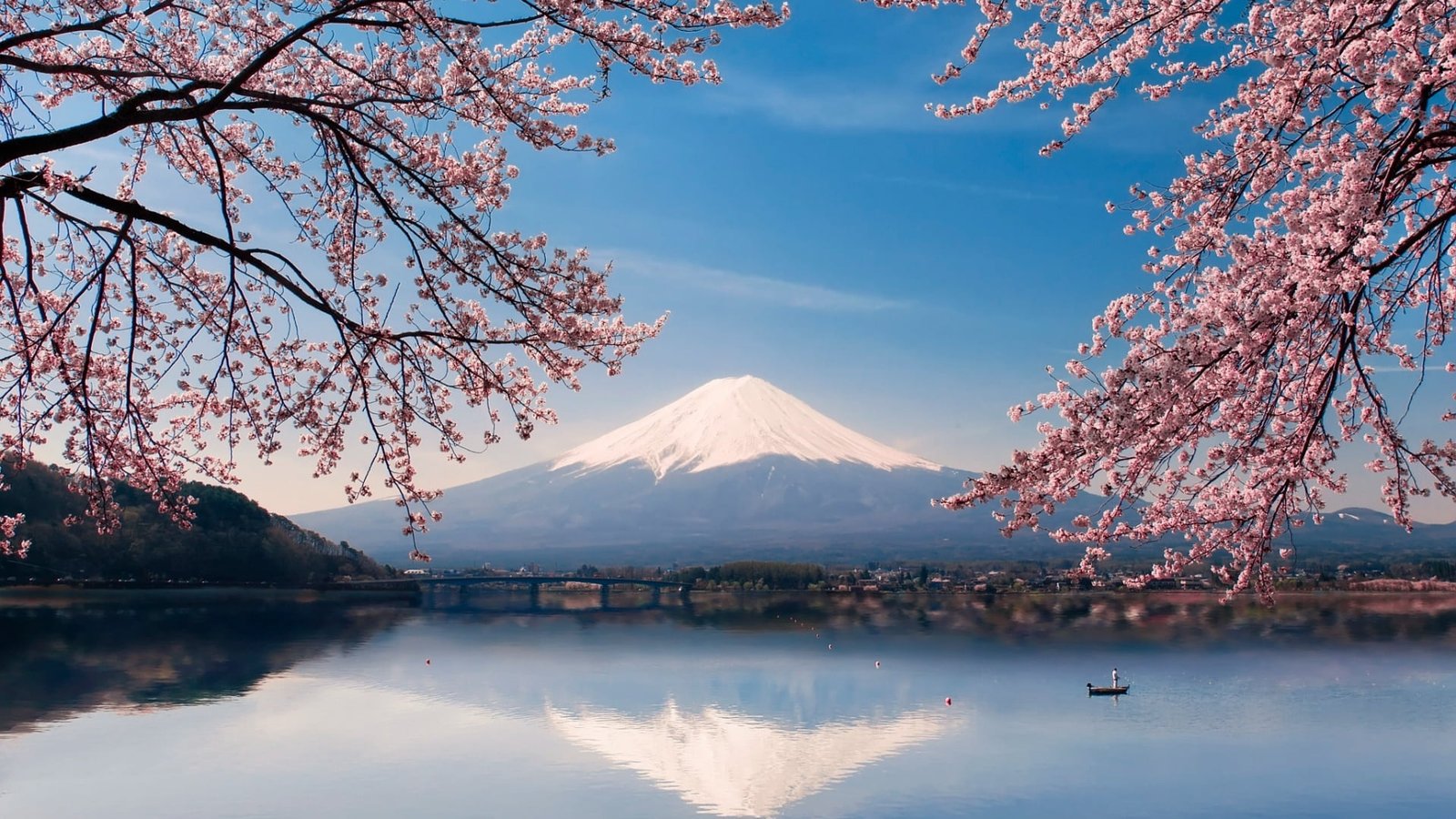 nature sky reflection cherry blossom lake tree mount scenery 2k