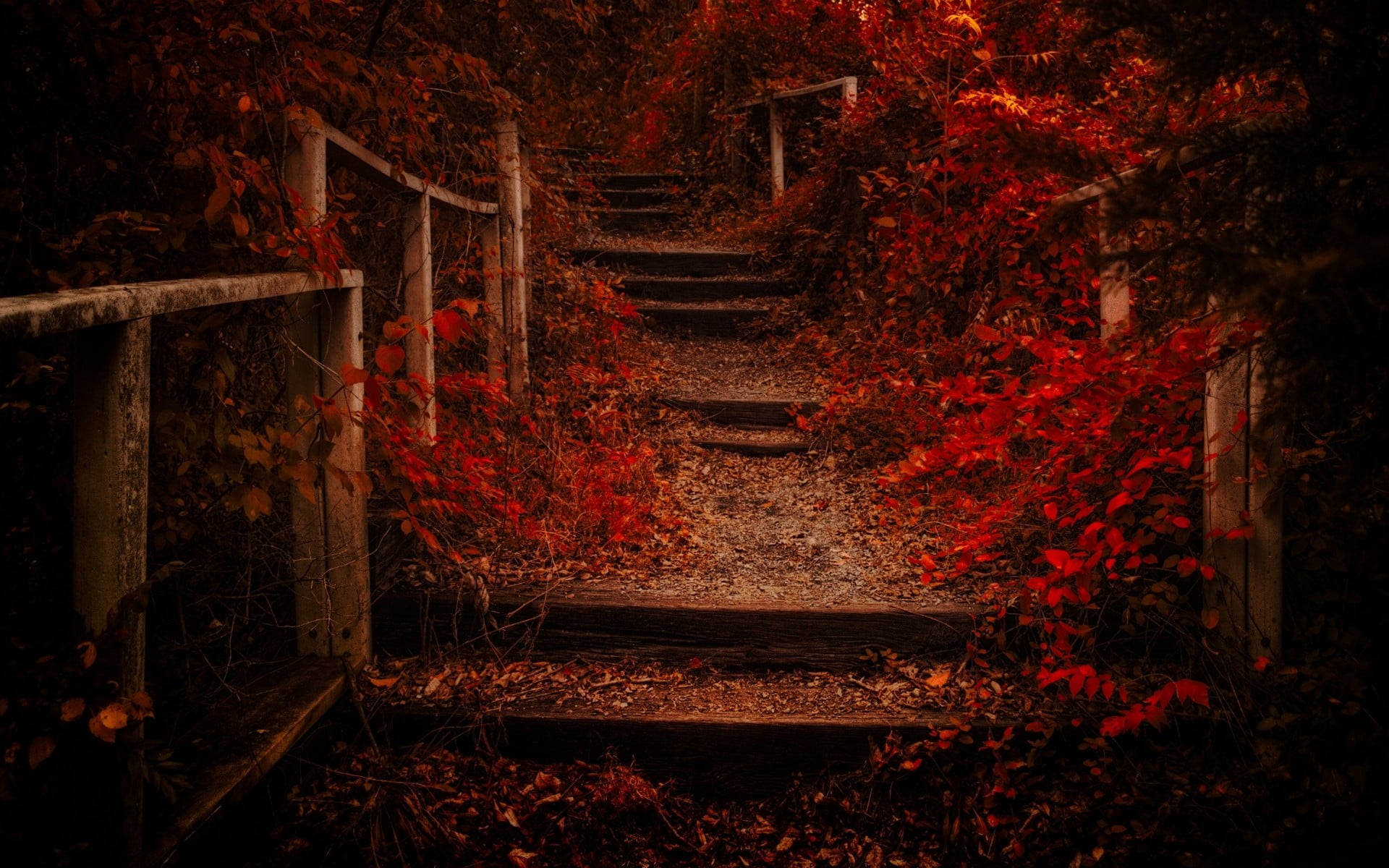 red leaves empty stairs between flowers nature landscape fall 2k