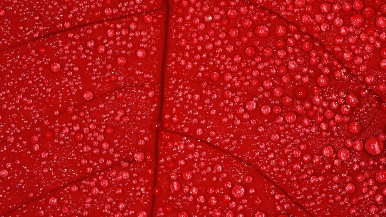 water dew on red leaf flowers macro nature drops plants 2k