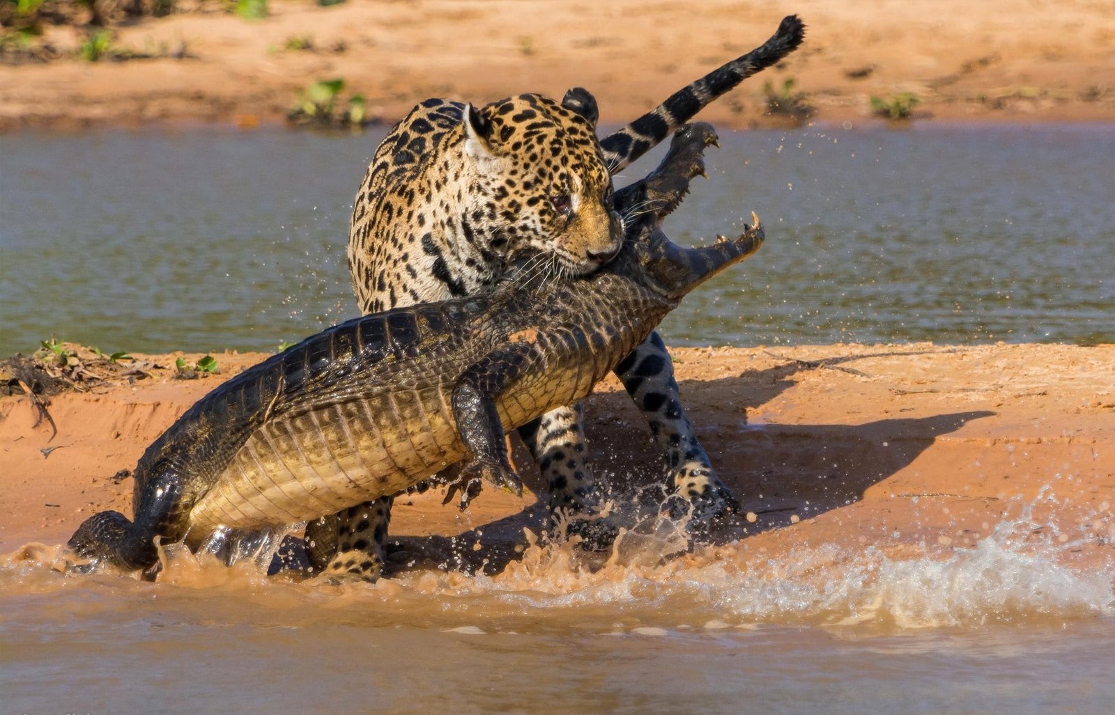 white and black leopard brown crocodile jaguar 2k