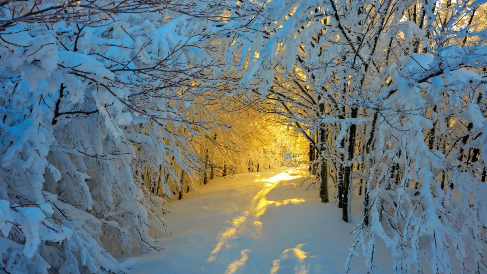 winter snow nature snowy photography branch tree 2k