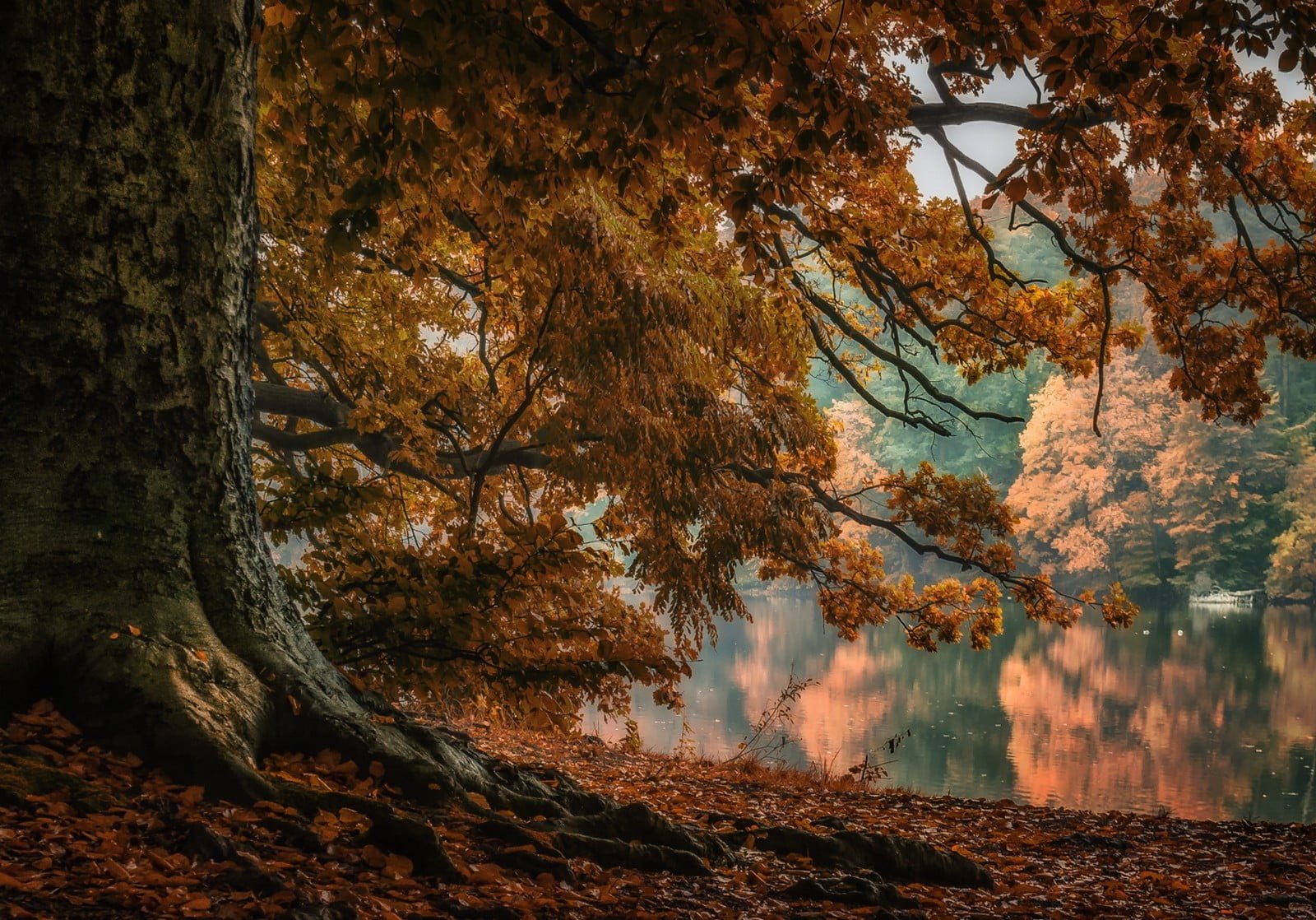 yellow tree near body of water nature landscape lake trees 2k