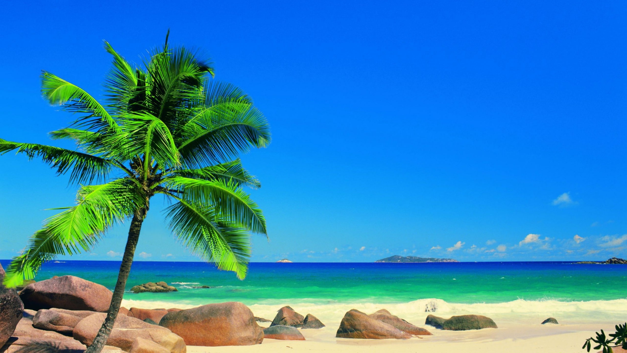 Beach beaches sky ocean palm tree sand Water 2k