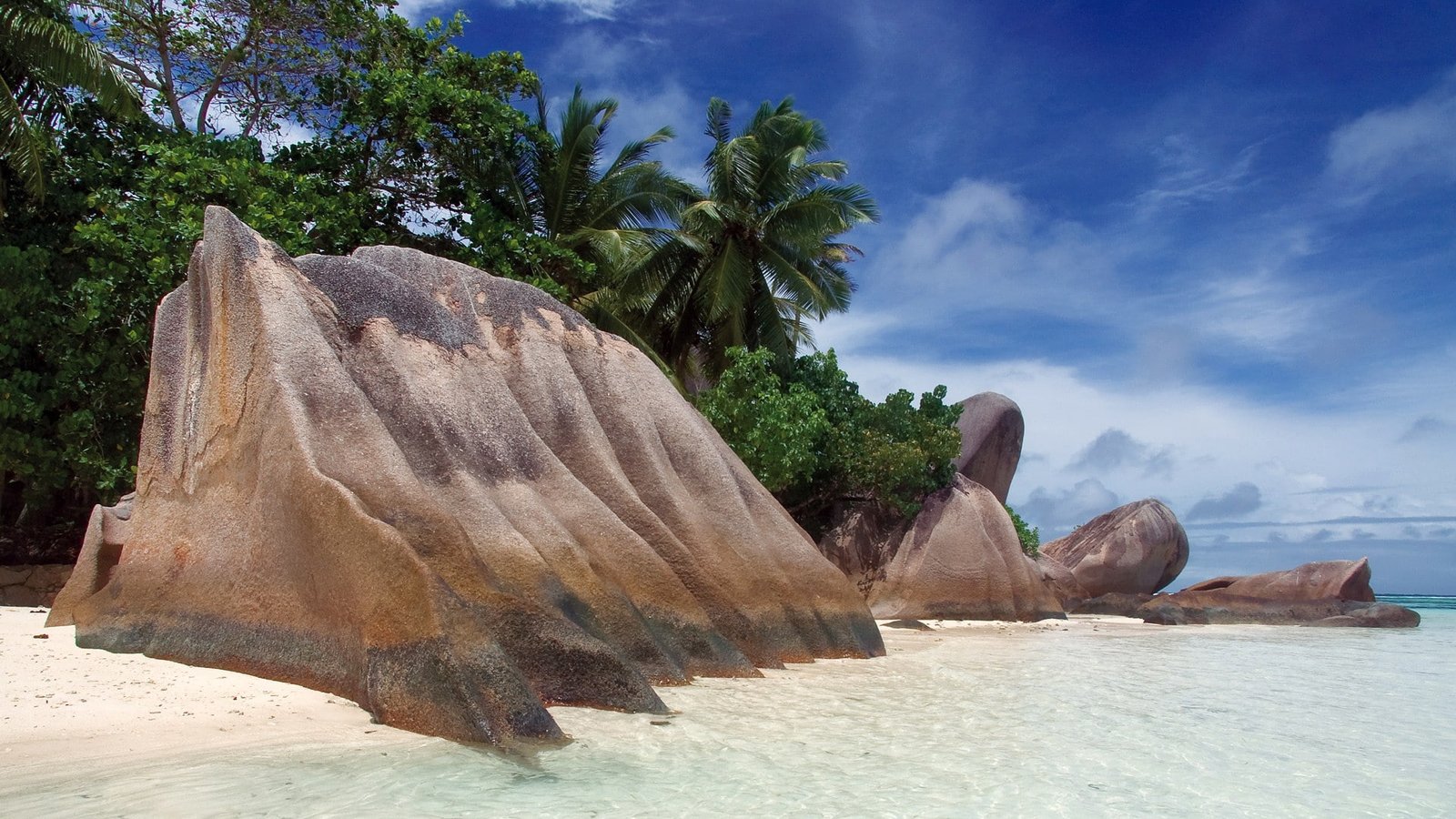 beach tropical rock palm trees 2k