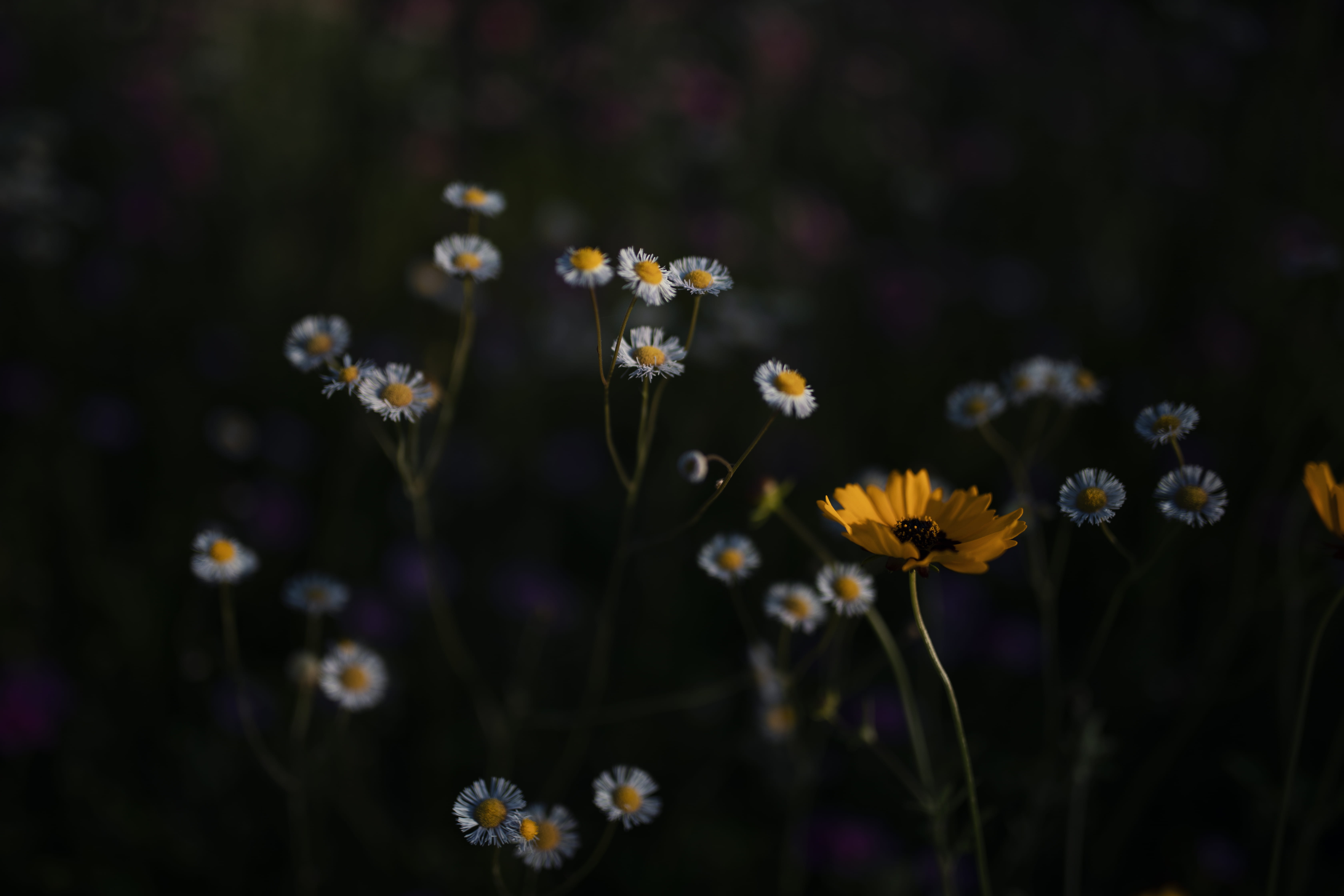 bed of daisy with black background plant flower daisies blossom 2k 4k 5k