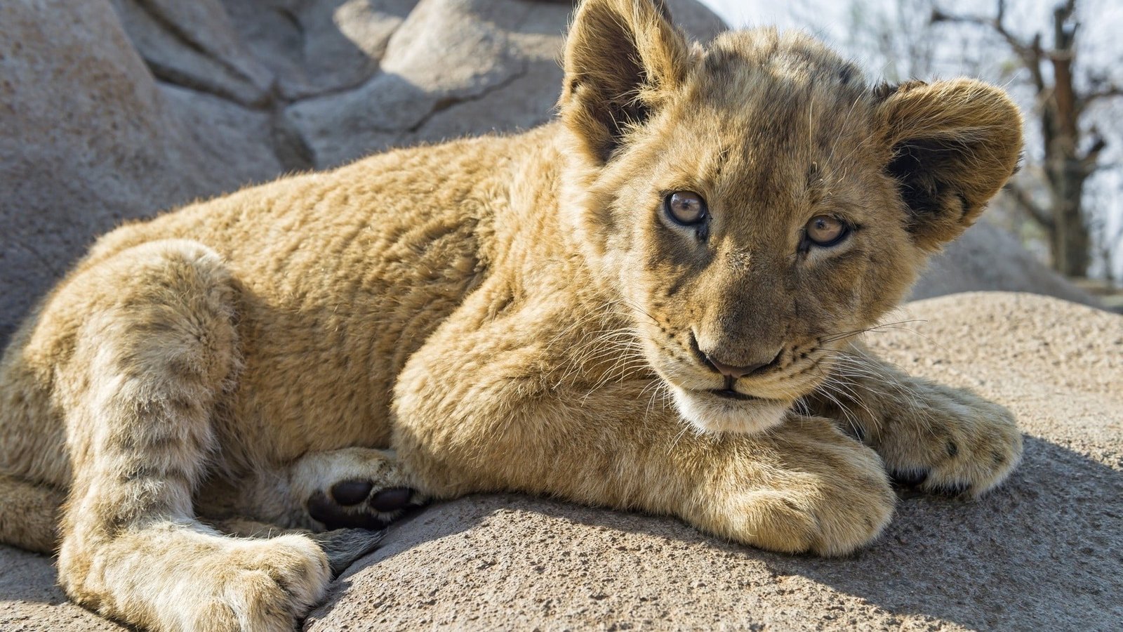 brown lion cub animals nature animal themes mammal one 2k