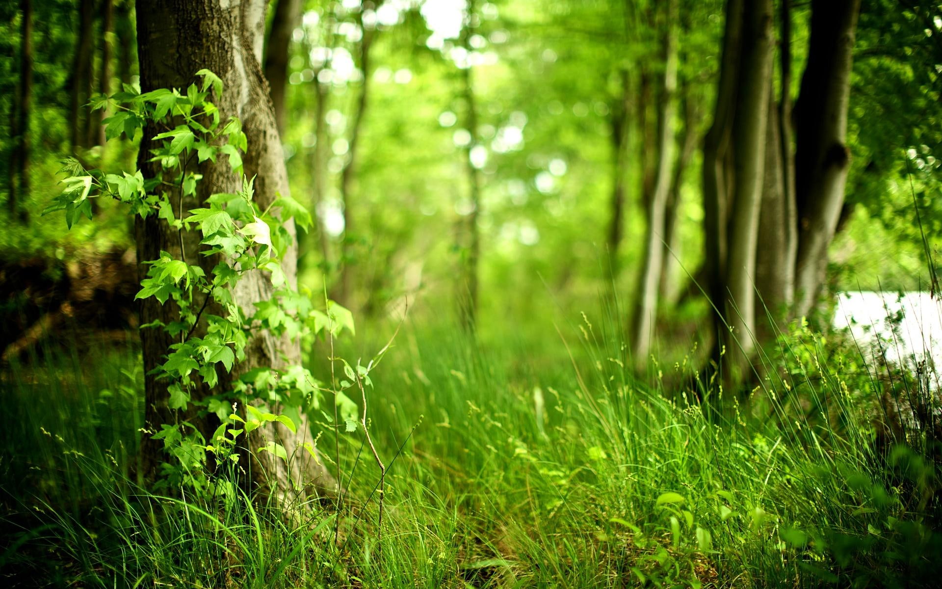 Green Forest landscape cool nature amazing beautiful and abstract 2k