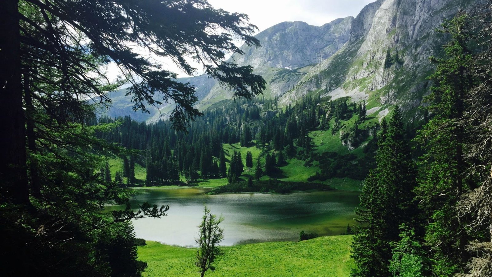 green grass nature landscape water rock trees forest lake 2k