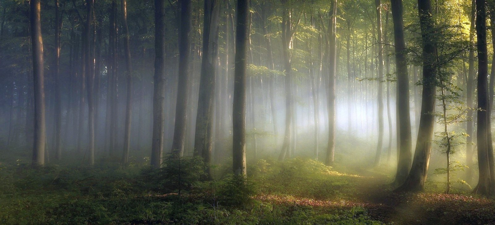 green trees forest during sunrise morning lights shrubs path 2k