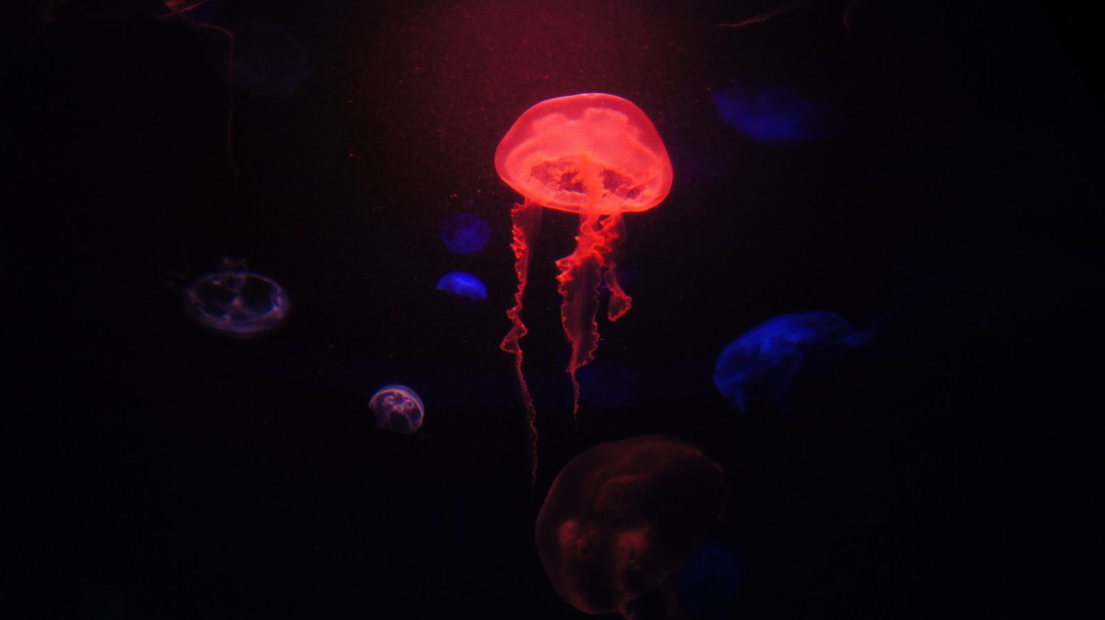 Hawaii Maui tropical forest tropics palm trees beach jellyfish 2k 4k 5k