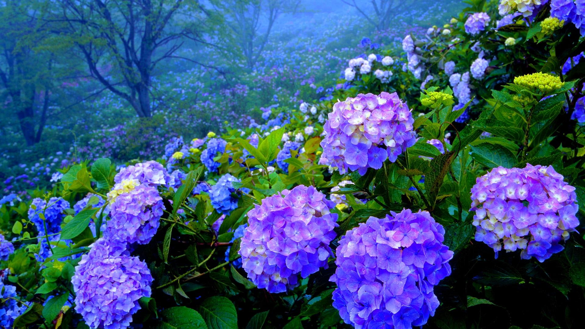 Hydrangea Garden spring field nature hill blossoms and landscapes 2k