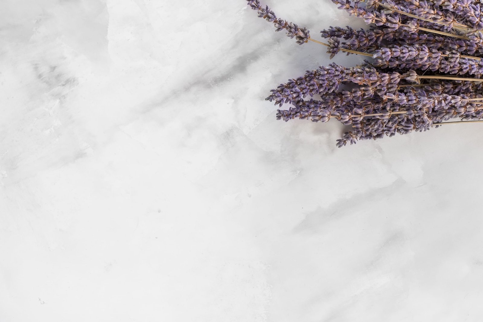 lavender flower on white surface background bunch minimal 2k