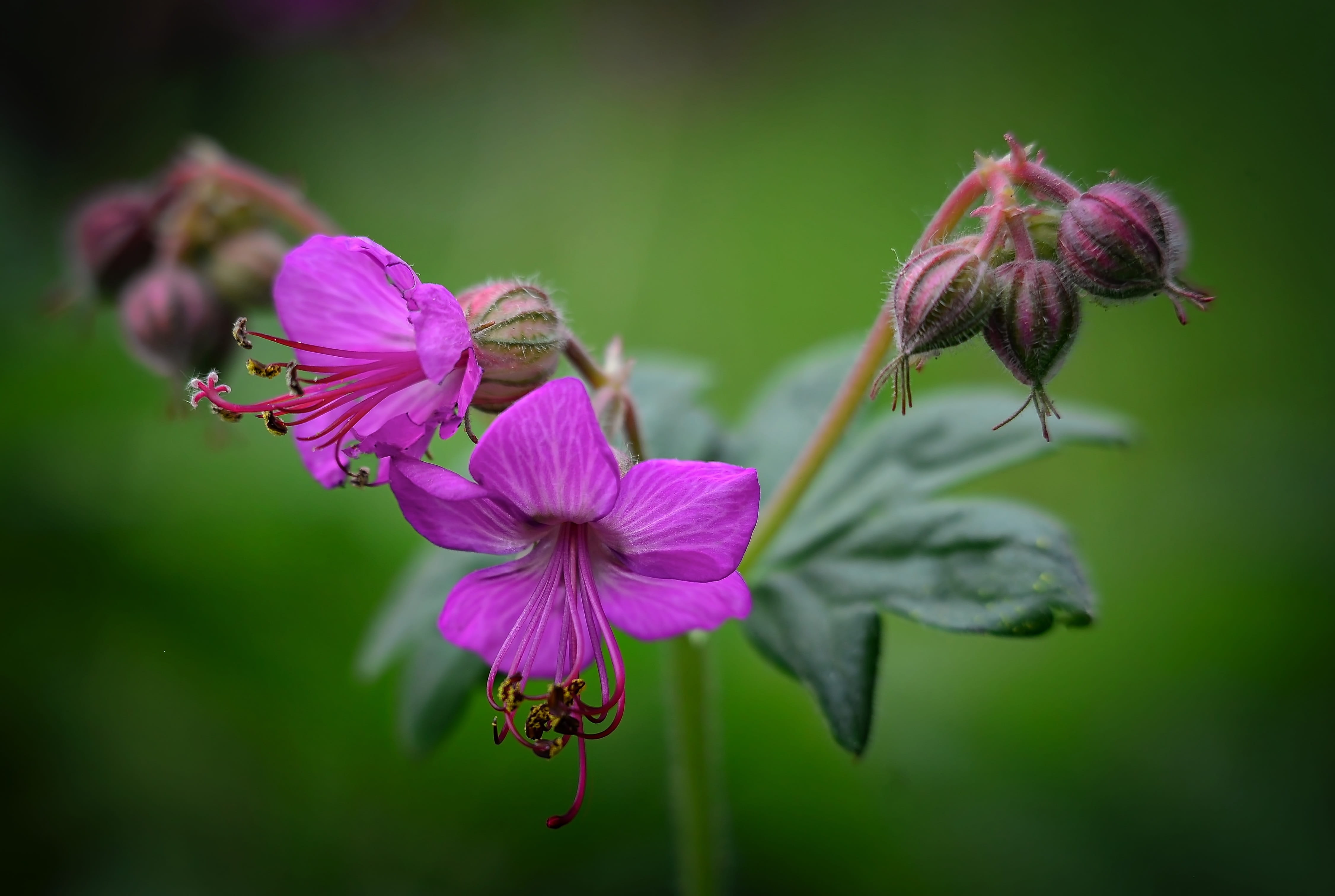 macro shot photography of two purple flowers Geranium Garden Rose 2k 4k 5k
