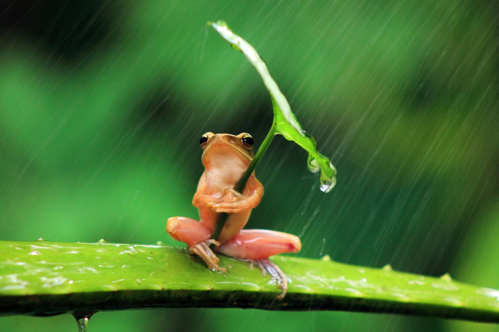 red frog selective focus photography of holding leaf rain 2k