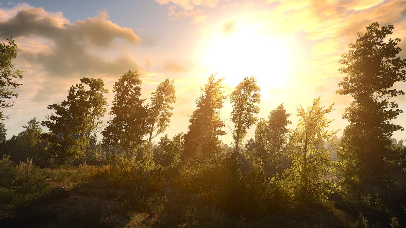 The Witcher 3 Wild Hunt video games plant sky beauty in nature 2k