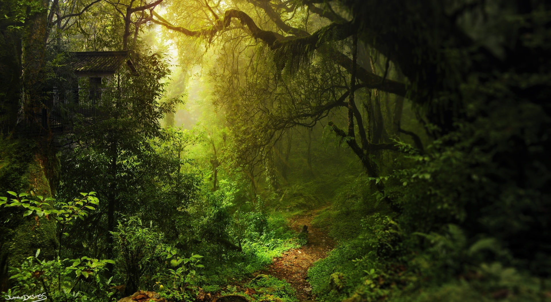 Deep Within forest wallpaper Nature Forests Green Trees 2k