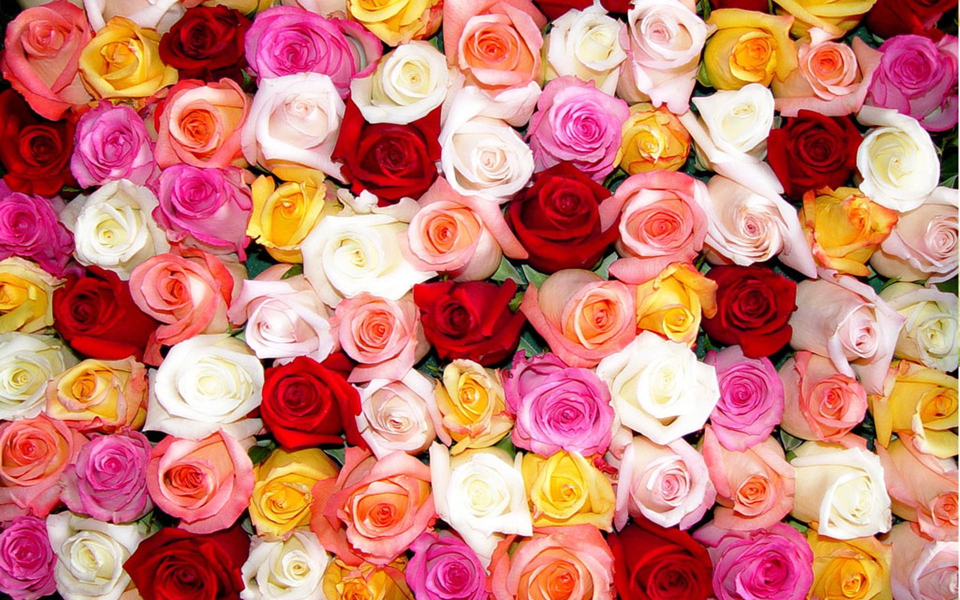 Roses By The Dozen pink red yellow and white roses flower 2k