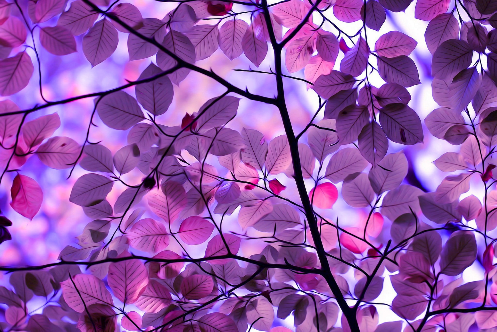 purple leafed tree illustration photo of flowering 2k