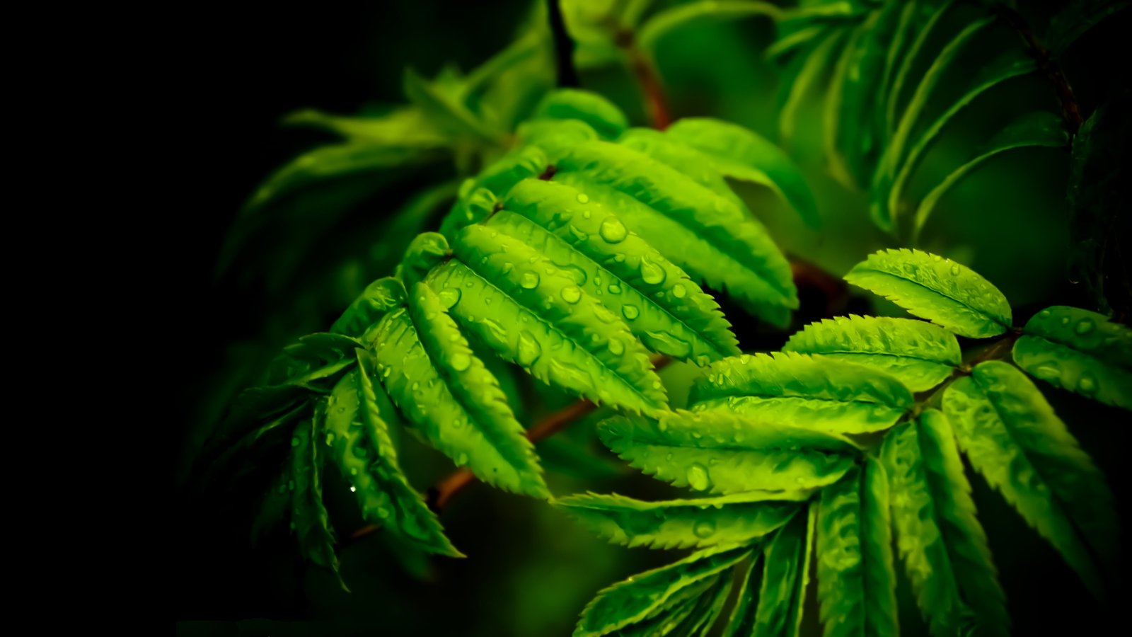 Beautiful Green Leaves Drops Water Ultra Hd Wallpaper For Desktop Computer And Mobile 2k 4k