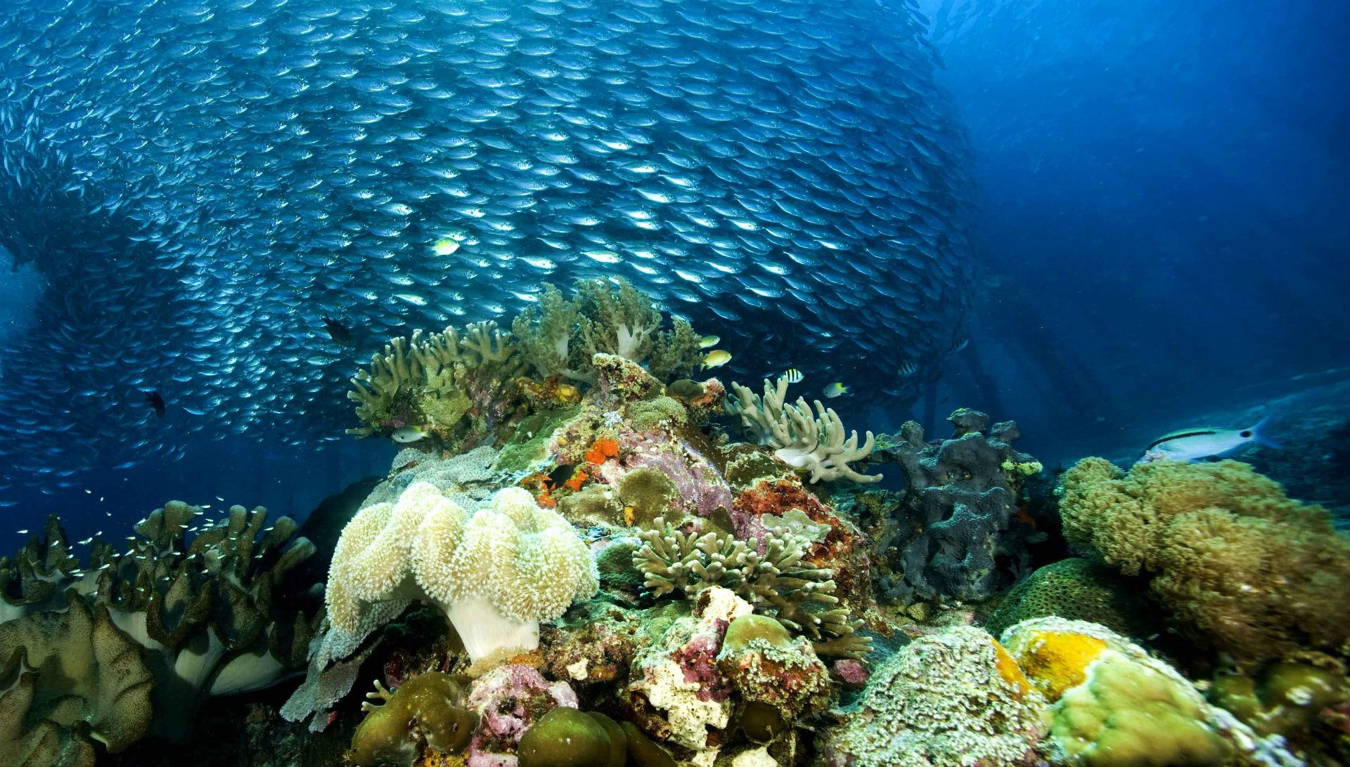 Underwater Ocean Sea Nature Coral Reef Tropical School Image Gallery 2k