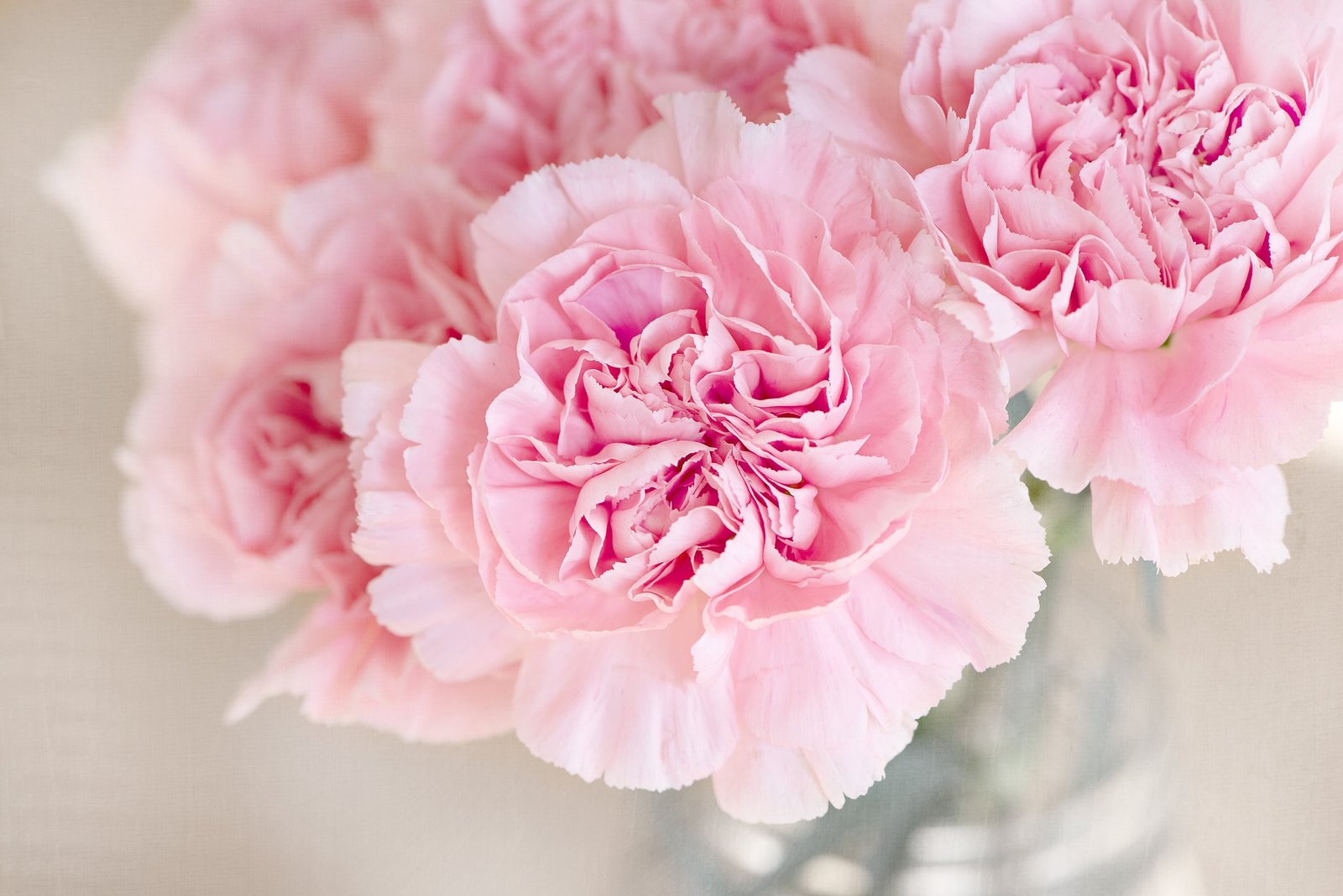 pink petaled flowers cloves cut close color 2k