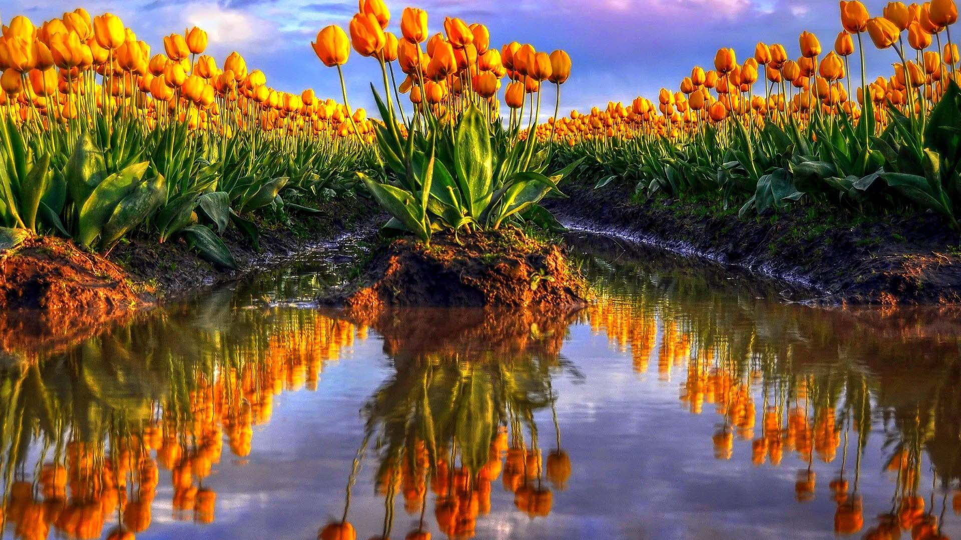 flowers landscape tree water sky lake summer season 2k